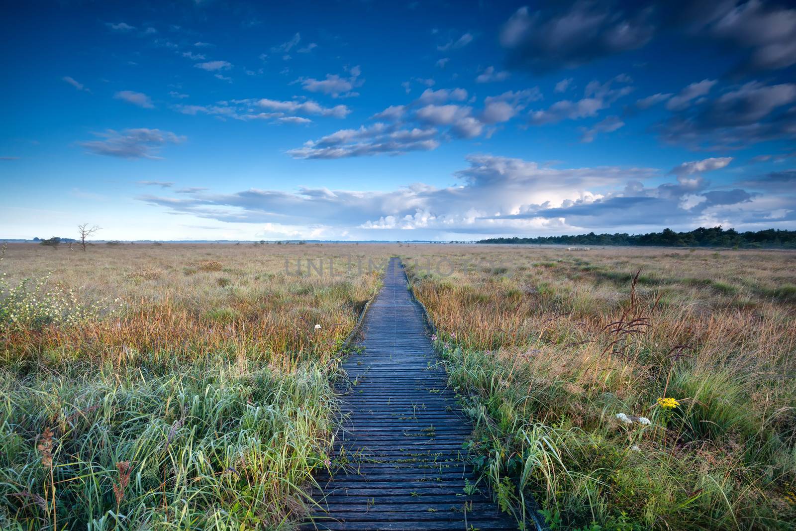 blue sky wooden path through swamps, Fochteloerveen, Netherlands