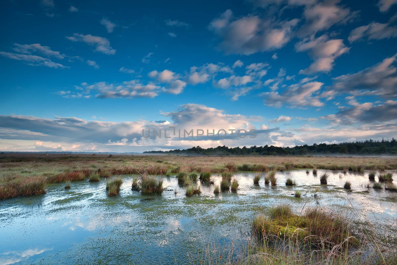 blue sky reflected in swamp water, Fochteloerveen, Netherlands