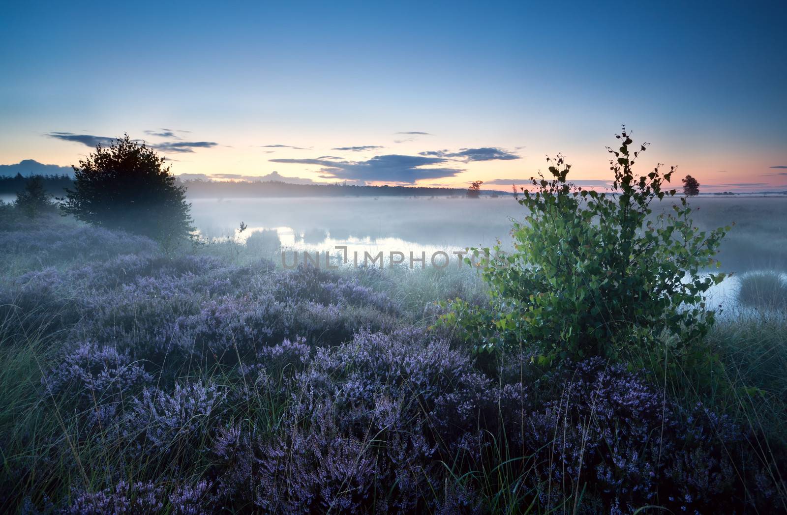 misty morning over swamp with flowering heather, Fochteloerveen, Netherlands
