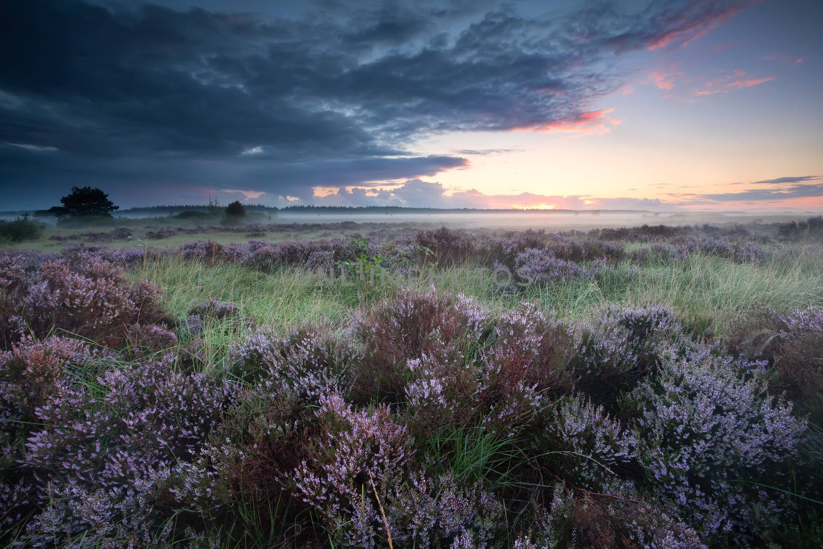 marshes with flowering heather at sunrise