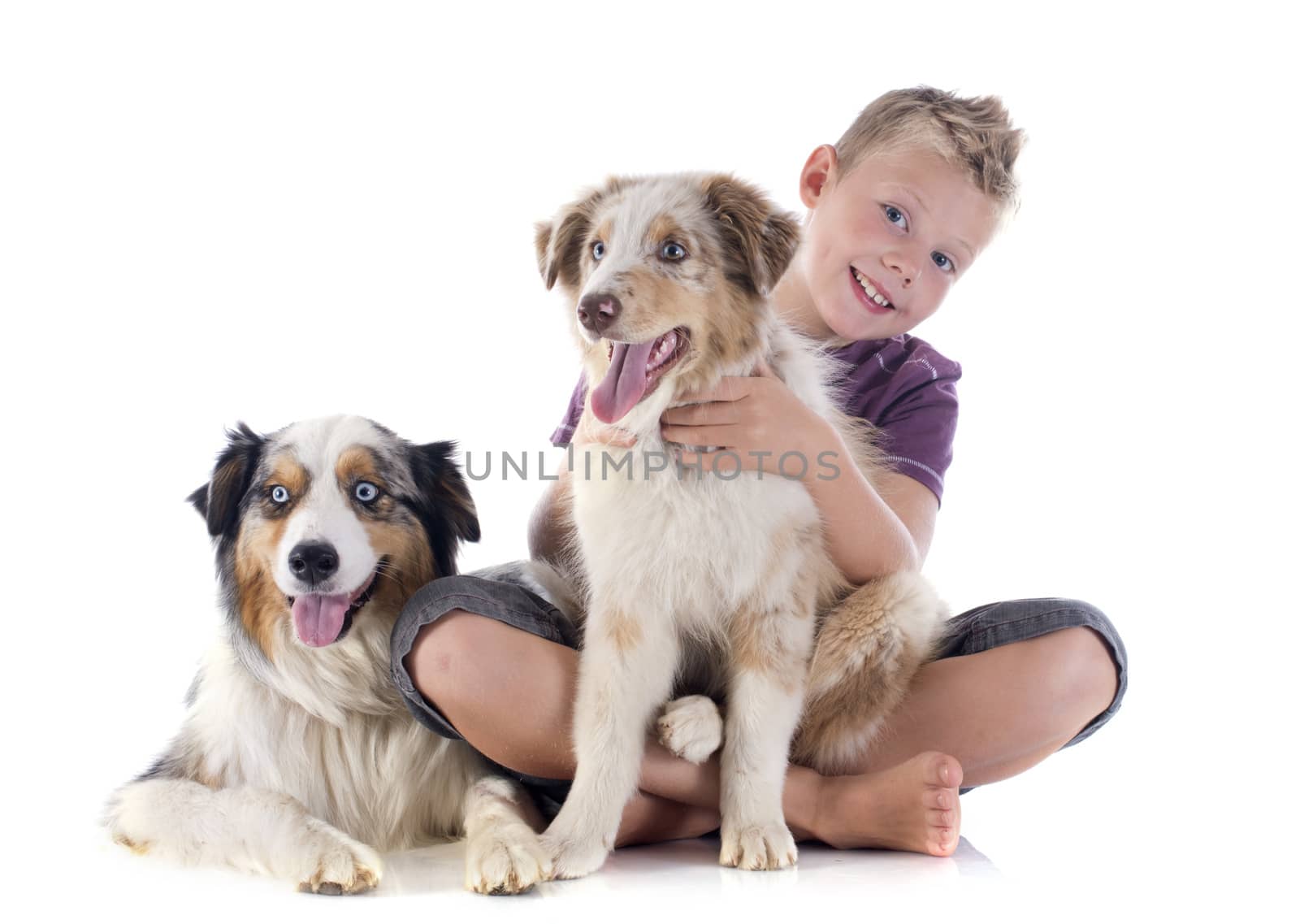 purebred australian shepherds and boy  in front of white background