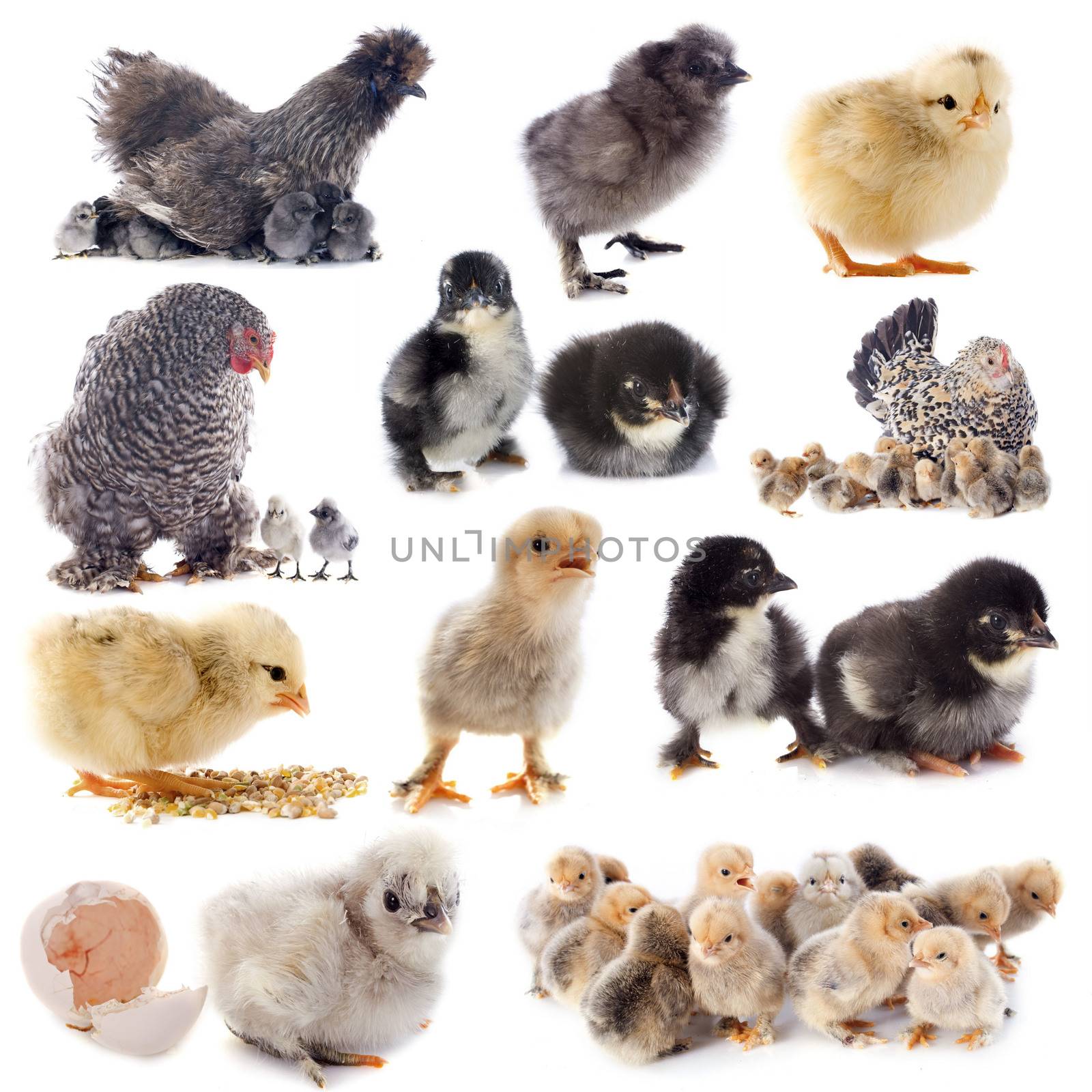 group of bantam silkie on a white background