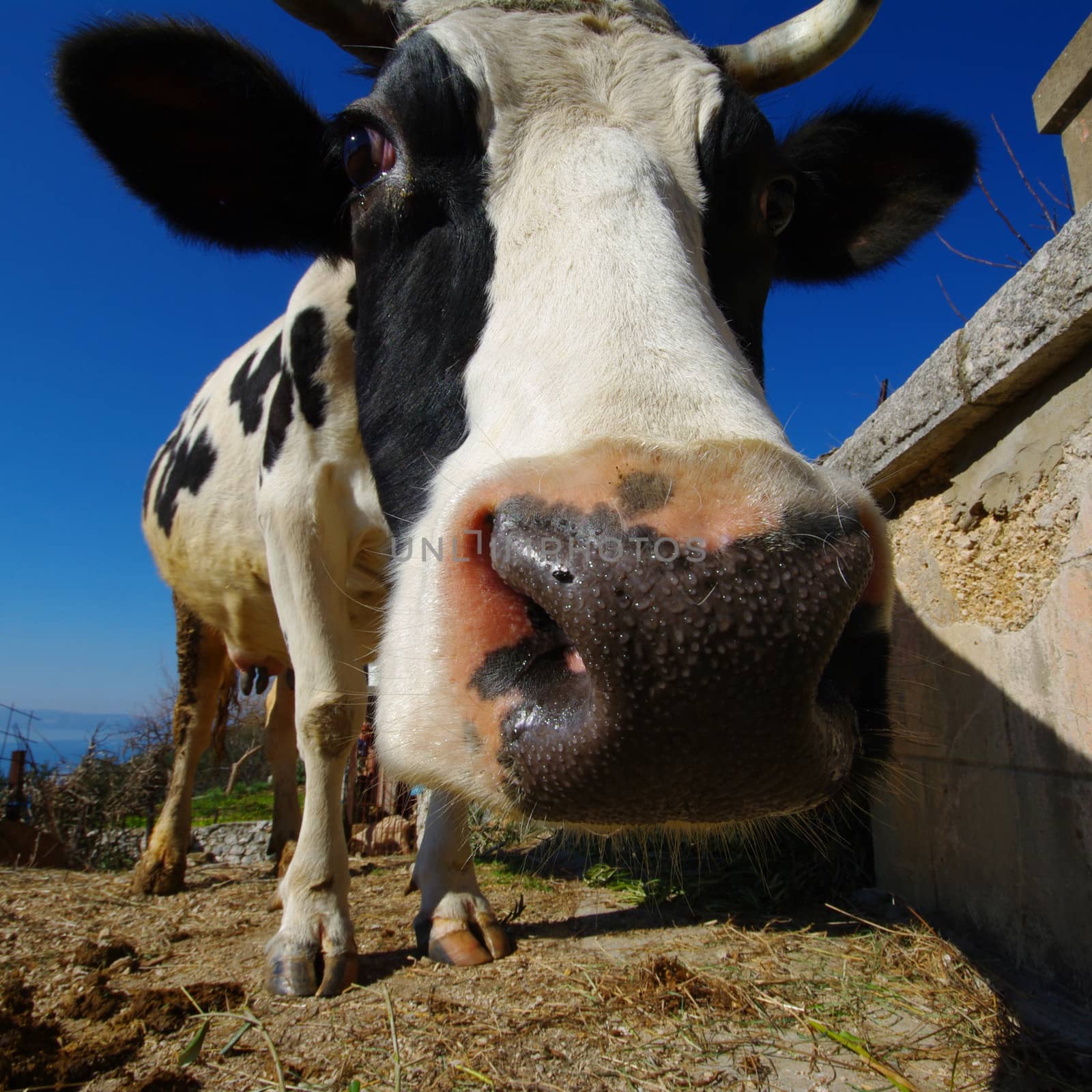 Black and white cow on island in Croatia by Leont