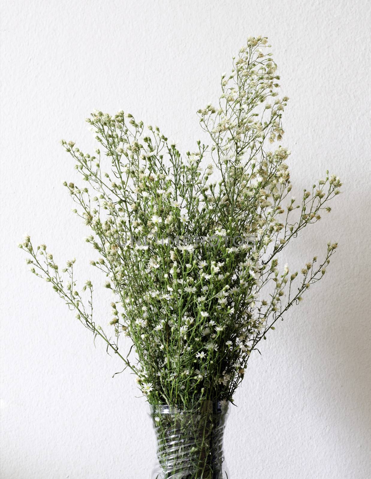 Dried bouquet of white flowers in vase on white background 