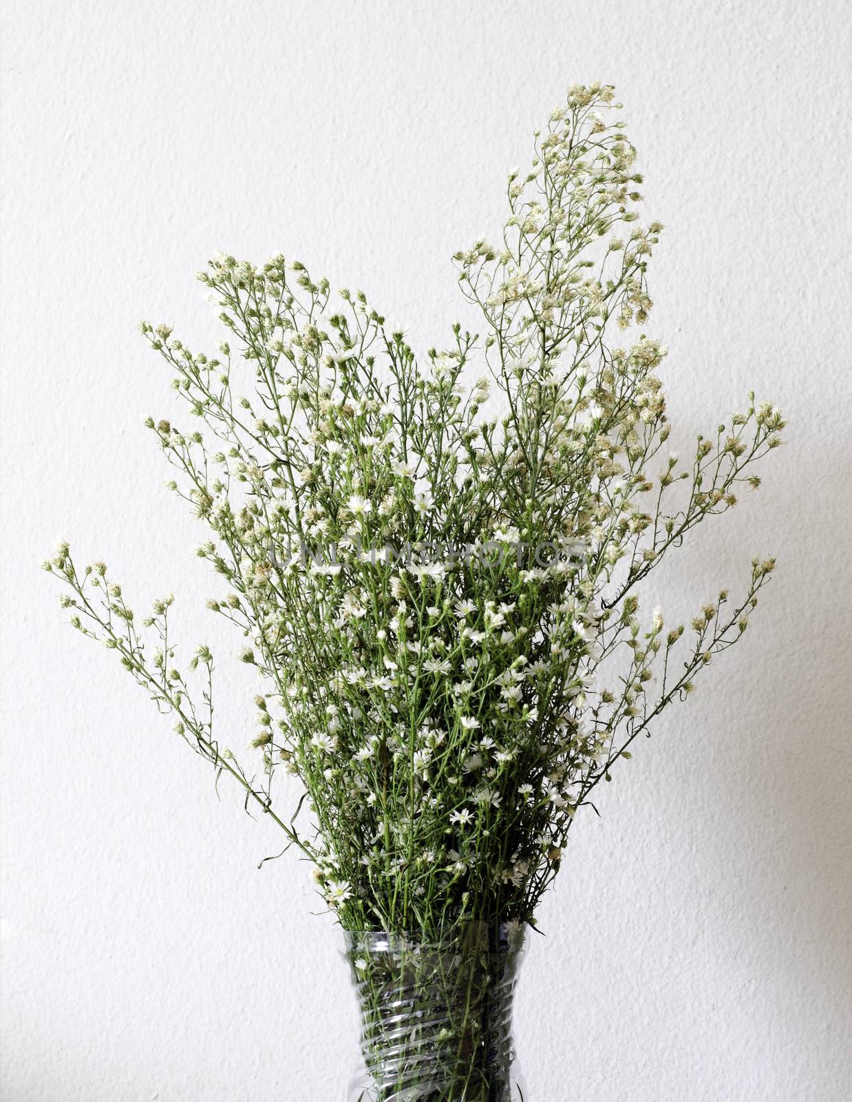 Dried bouquet of white flowers in vase by siraanamwong