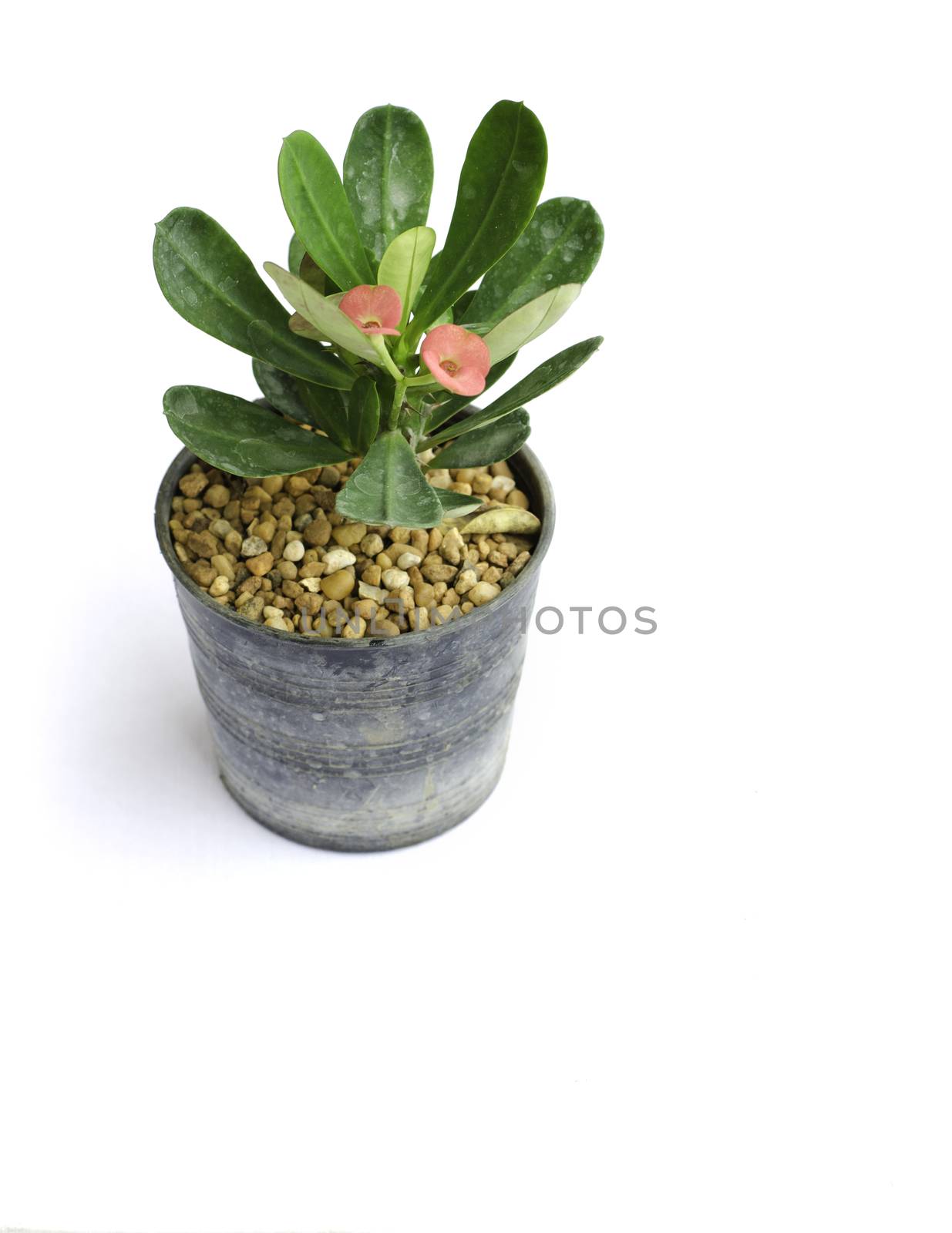 Pink flower in pot on white background 