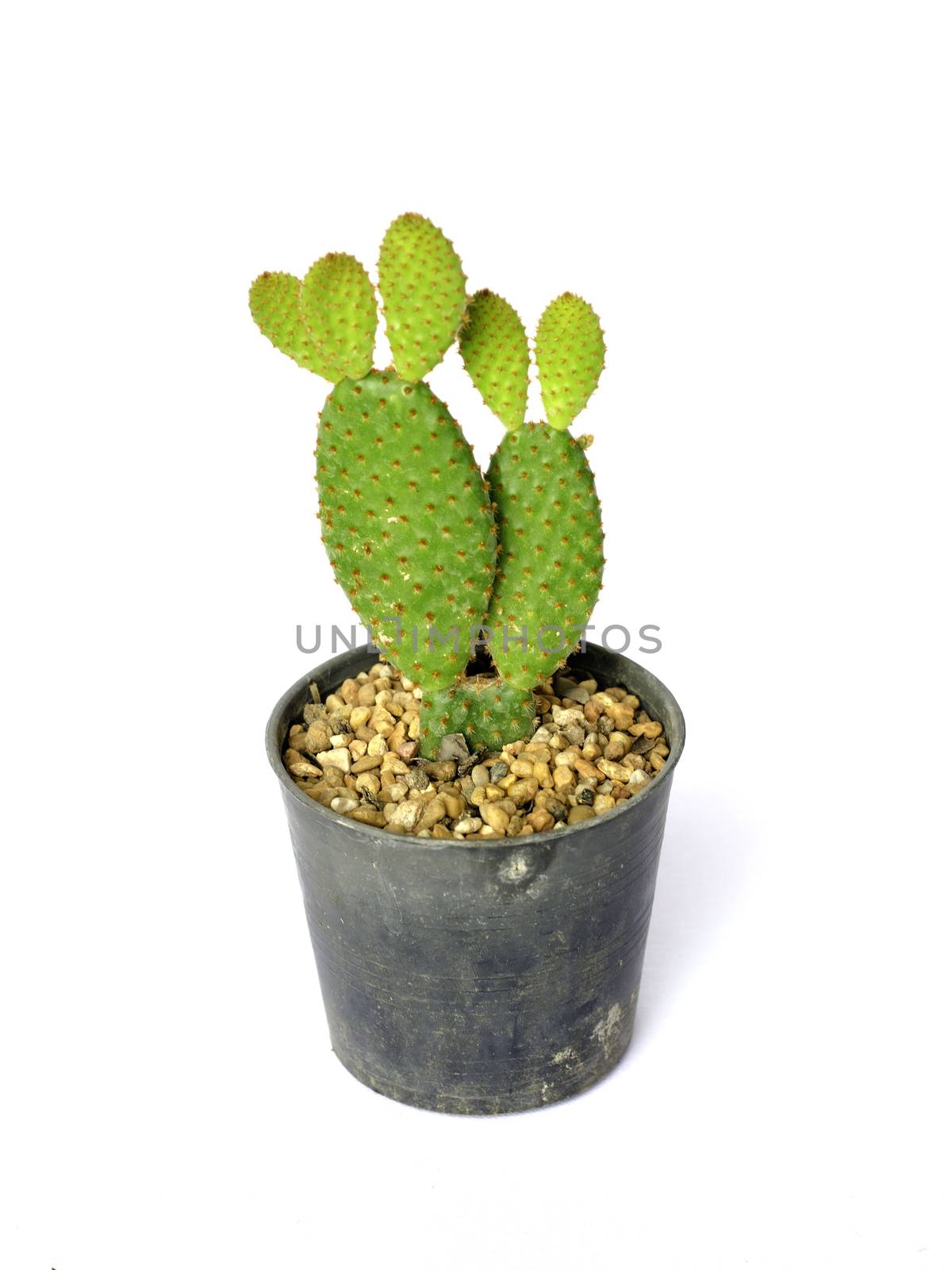 Bunny ears cactus in a pot. on white by siraanamwong
