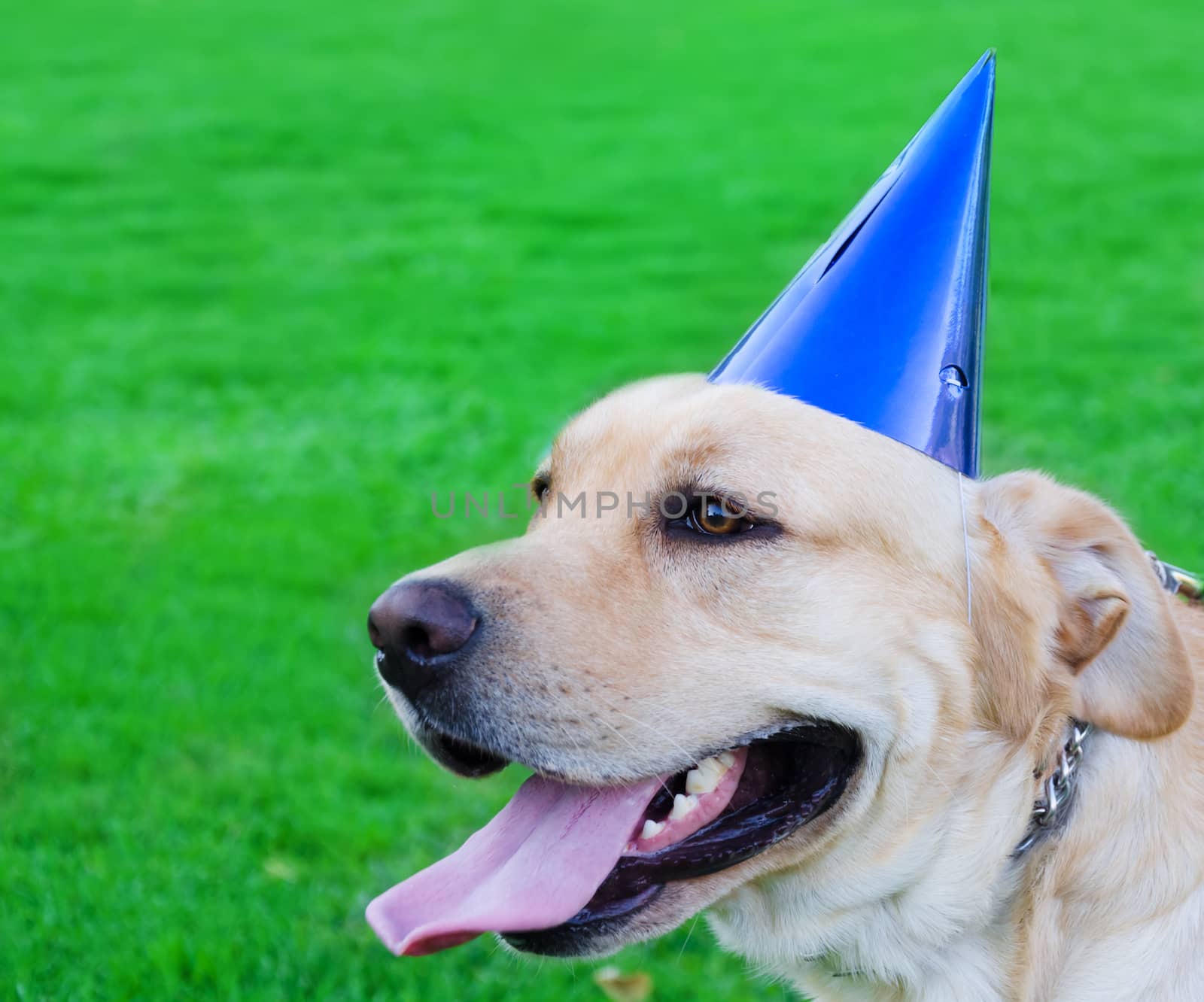 Portrait of Labrador retriever with birthday hat