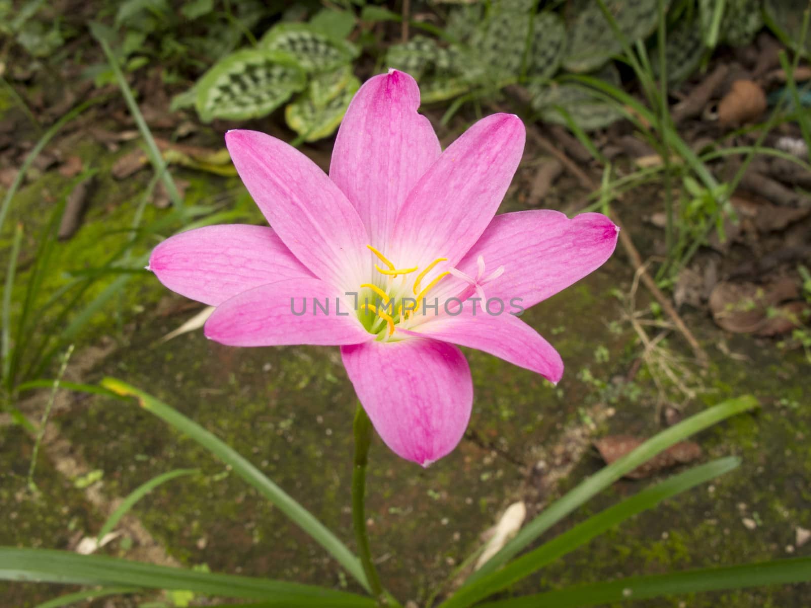 Zephyranthes Lily, Rain Lily ,Fairy Lily, Little Witches in pink color