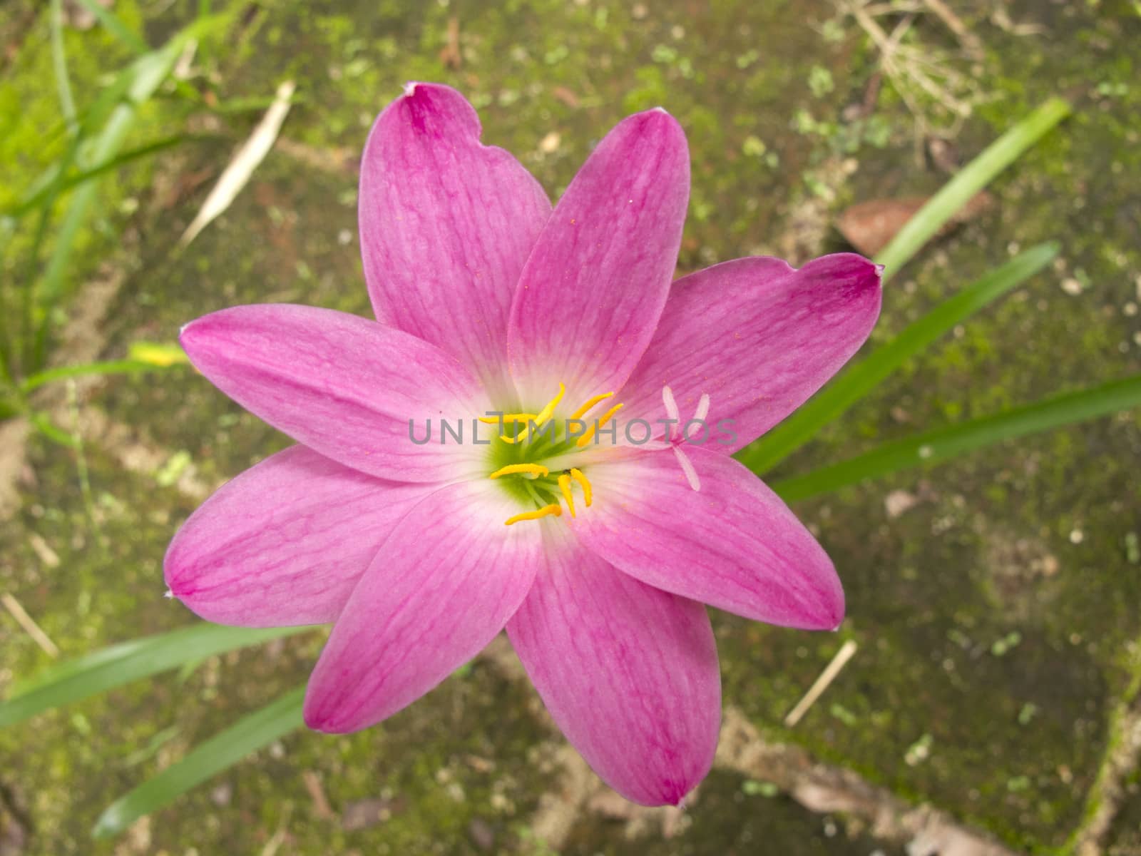 Zephyranthes Lily, Rain Lily ,Fairy Lily, Little Witches in pink color