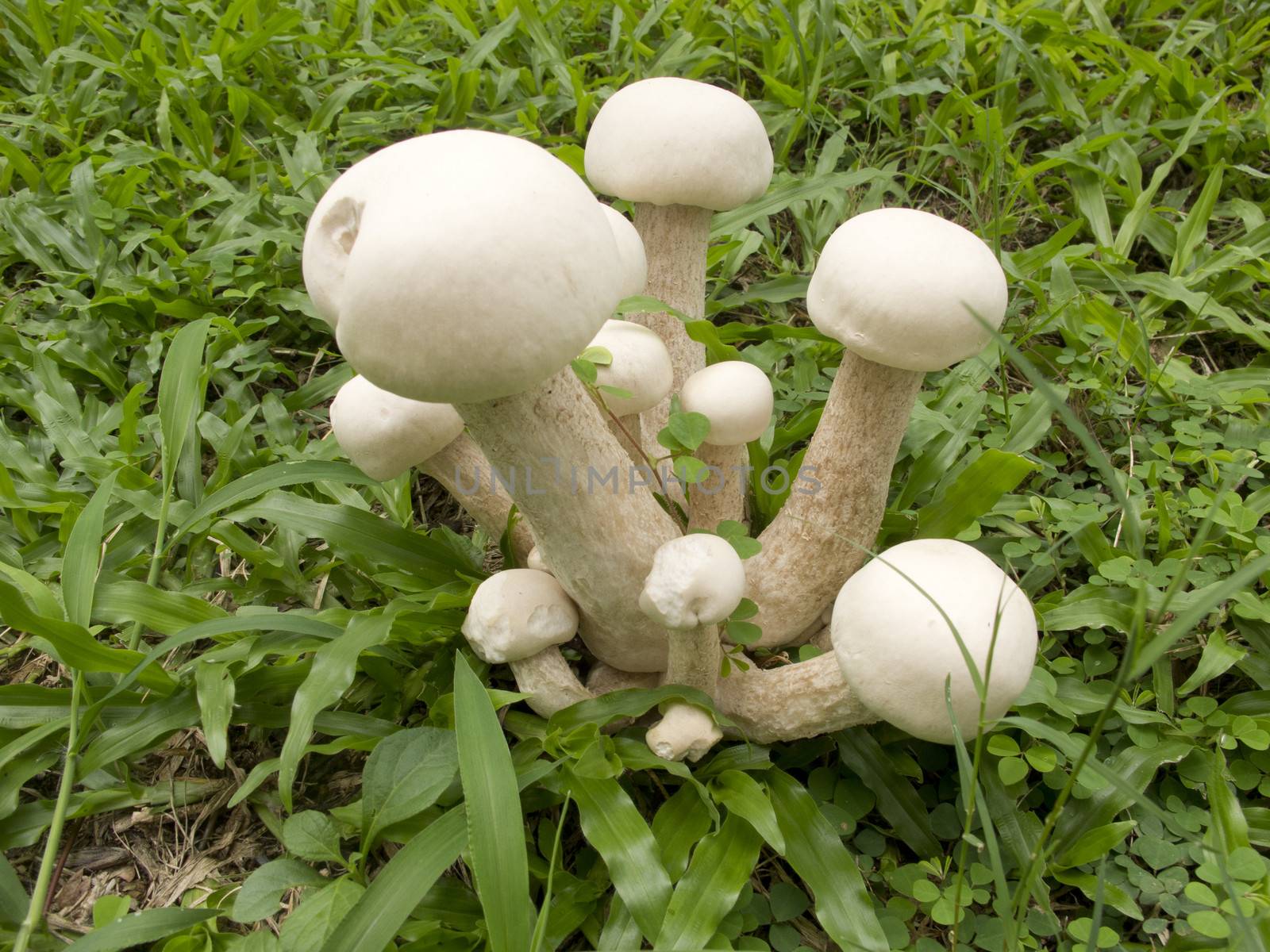 White mushrooms grow in grass by iampuay