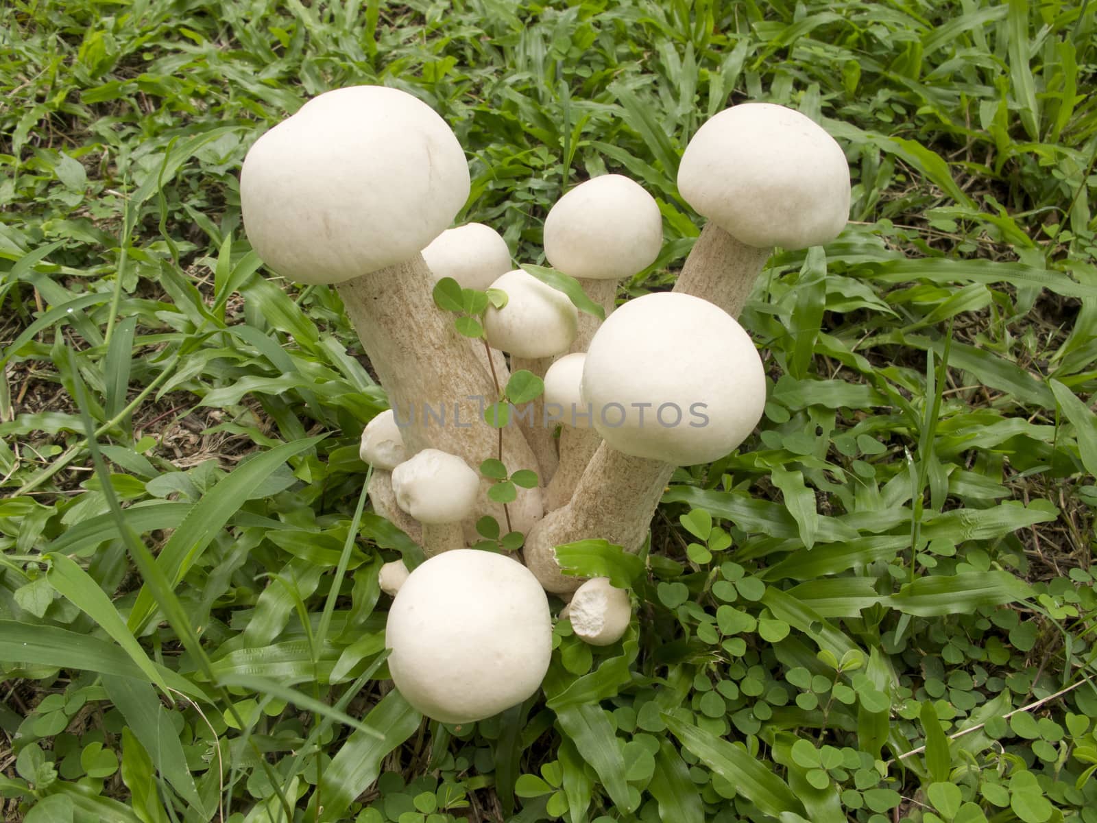 Group of white mushrooms grow in grass