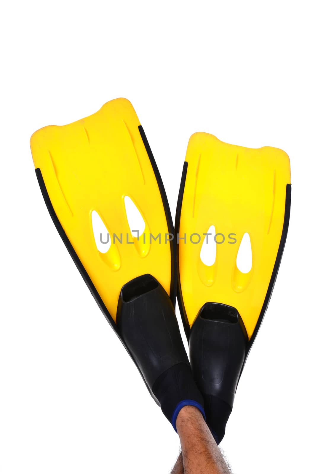 yellow fin isolated on a white background