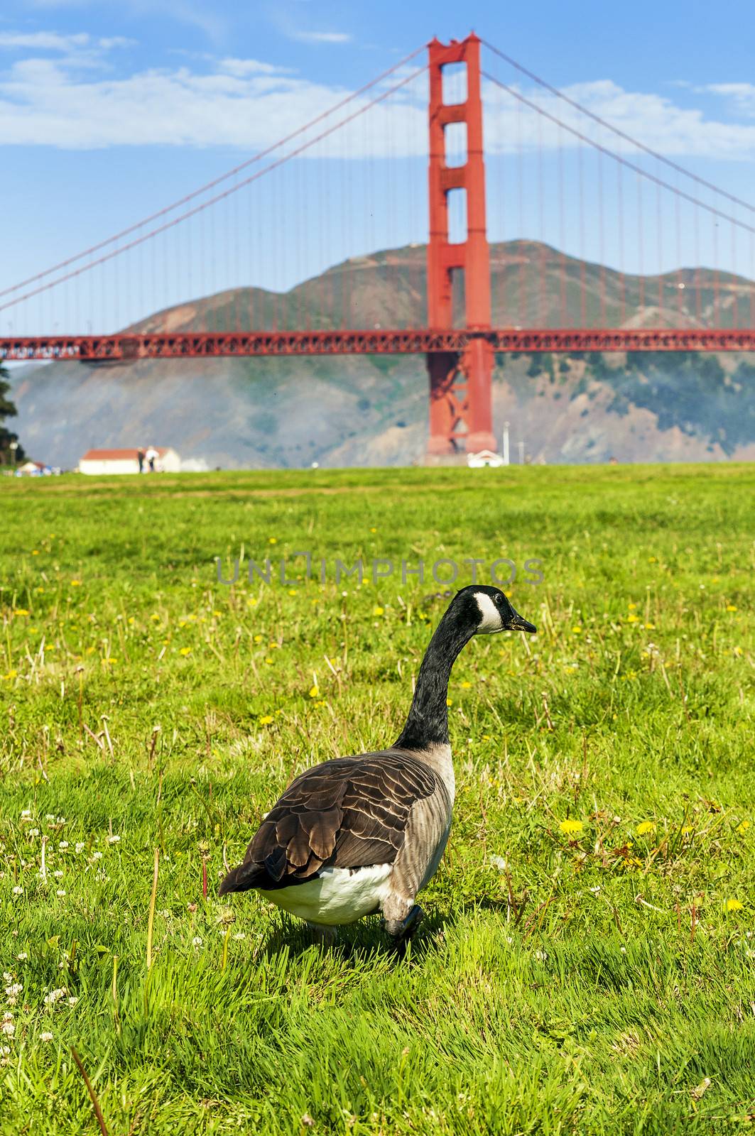 San Francisco bridge USA with a goose is walking in the grass