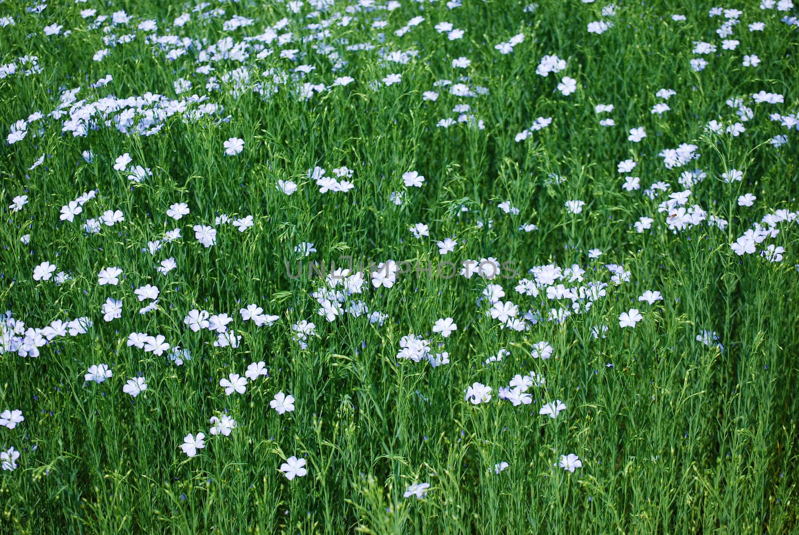 flax field
