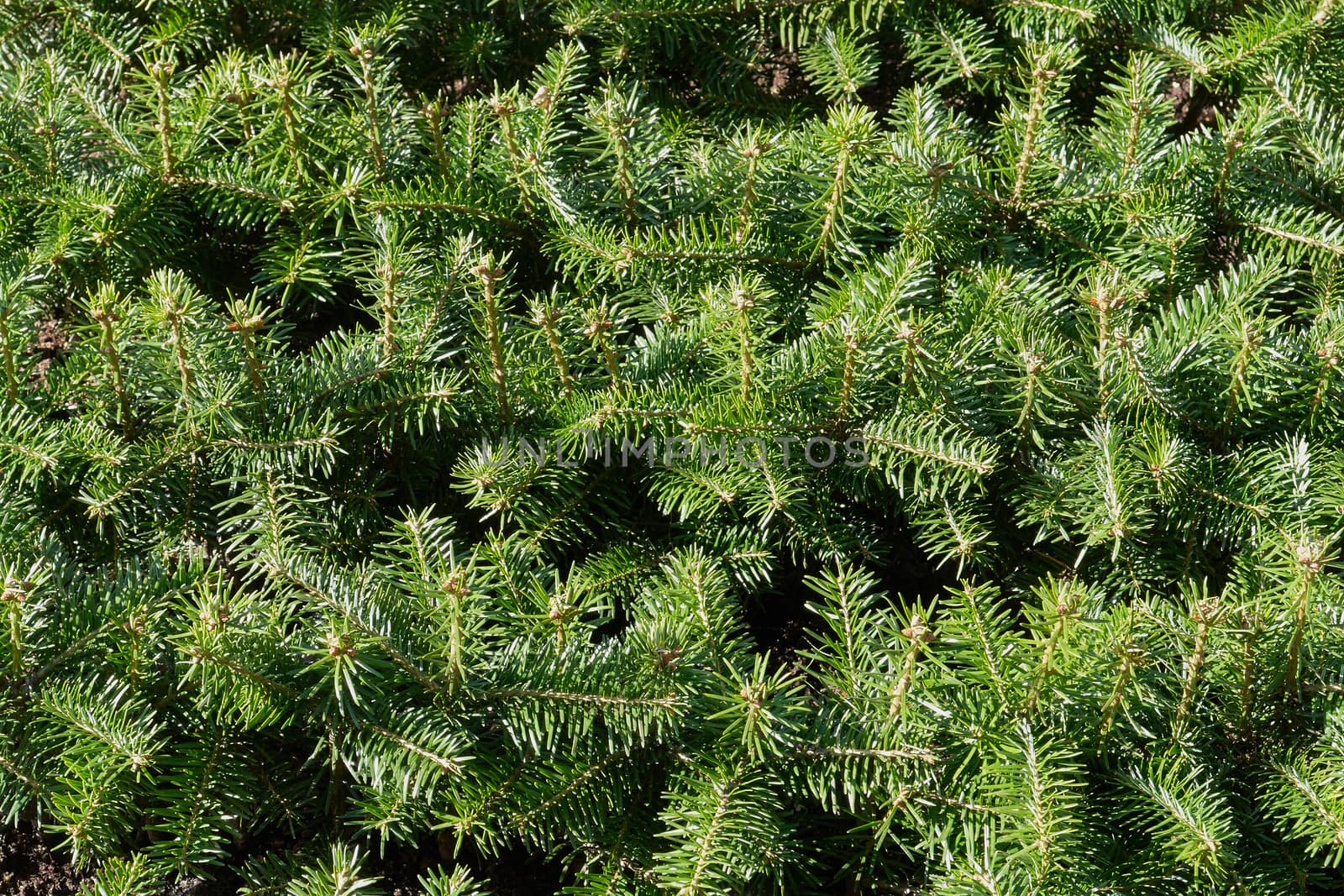 Closeup of Christmas pine fir tree branches background                               