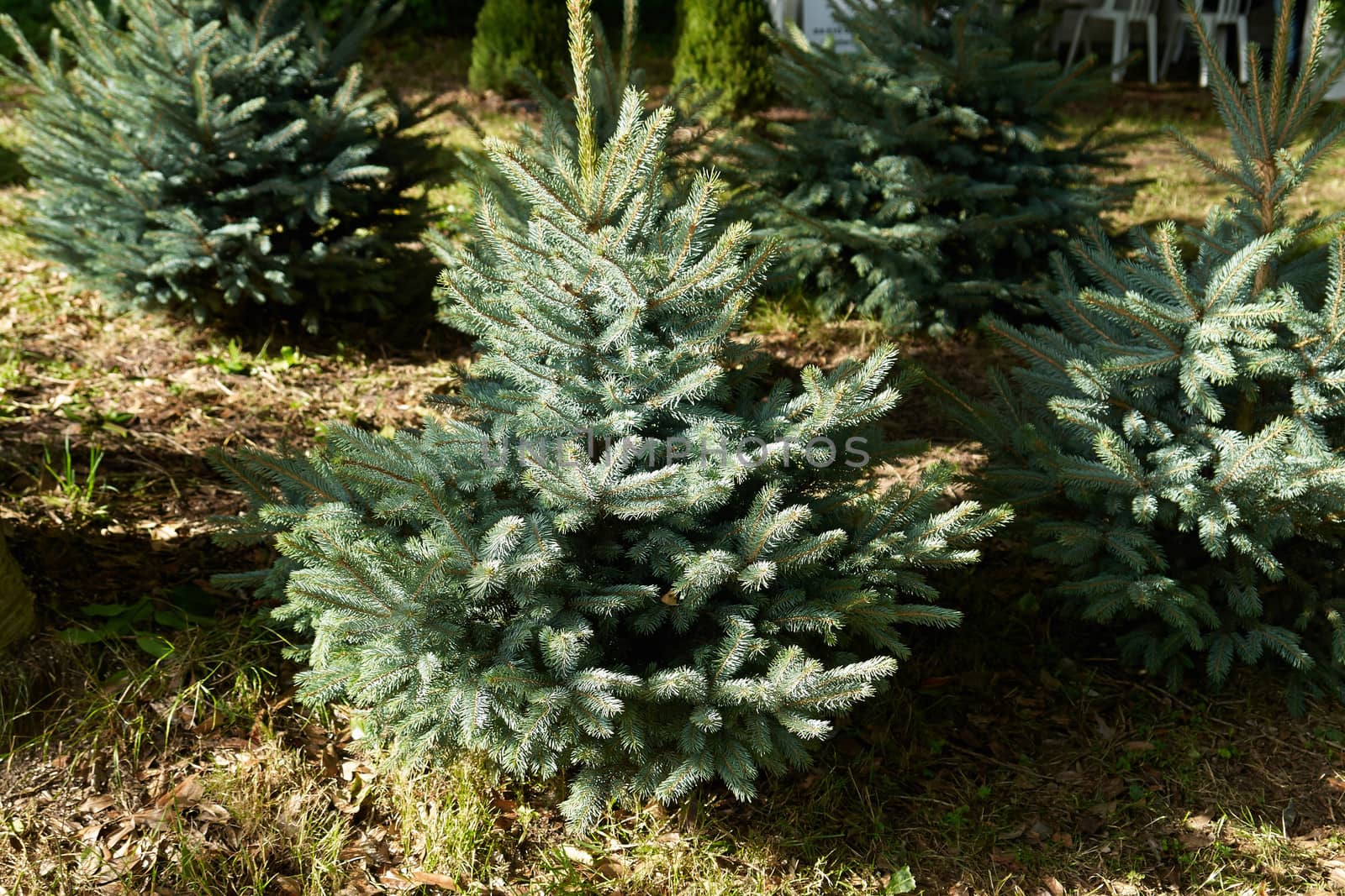  Spruce pine tree for Christmas grown in a forest                              