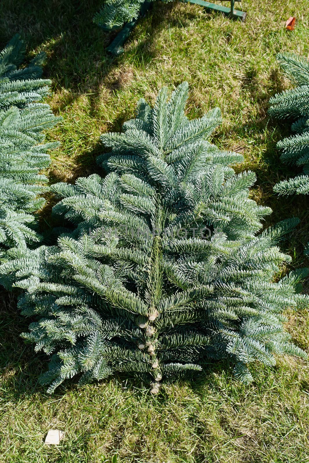 Spruce pine tree for Christmas grown in a forest                                       