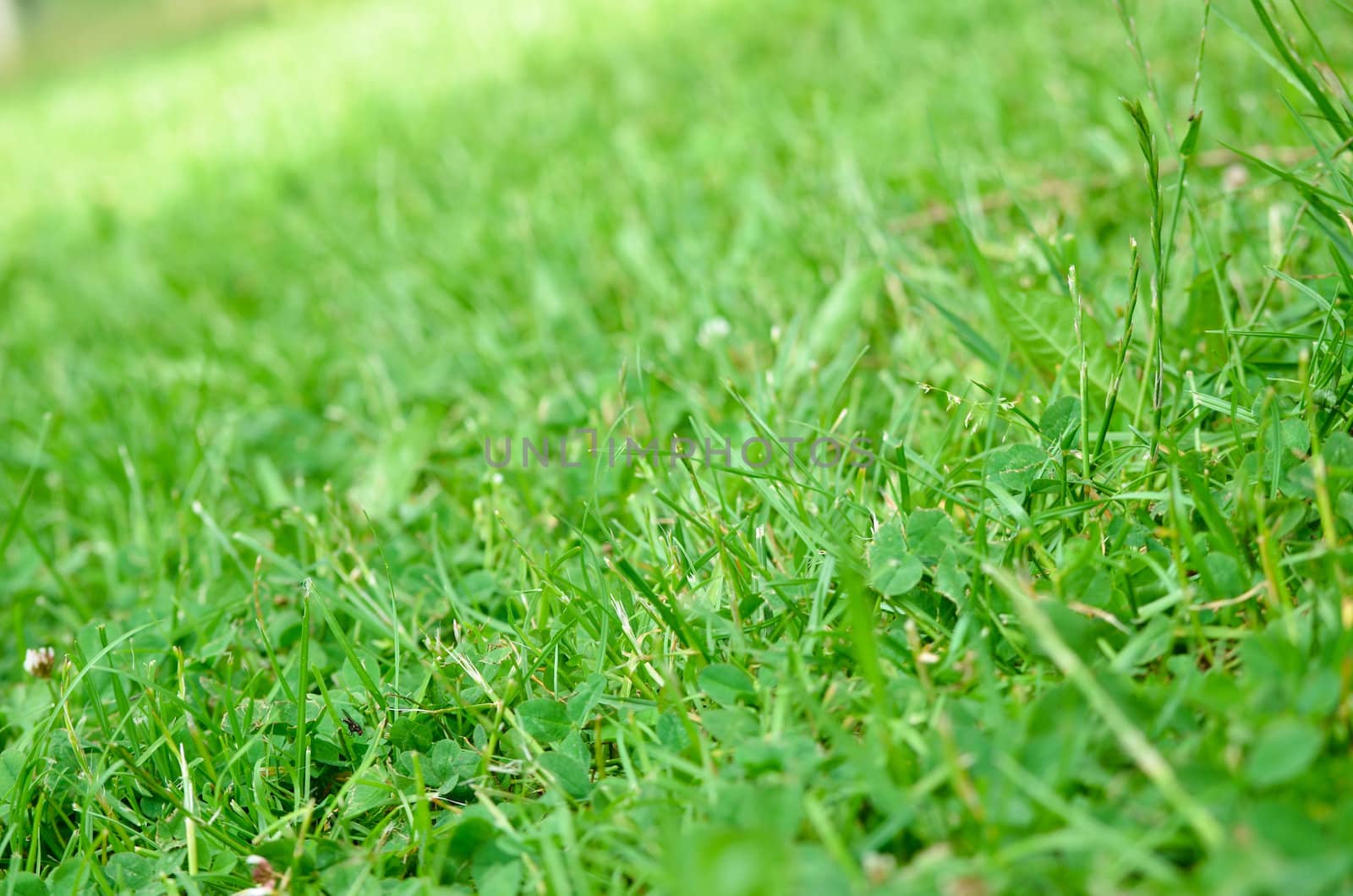 grass