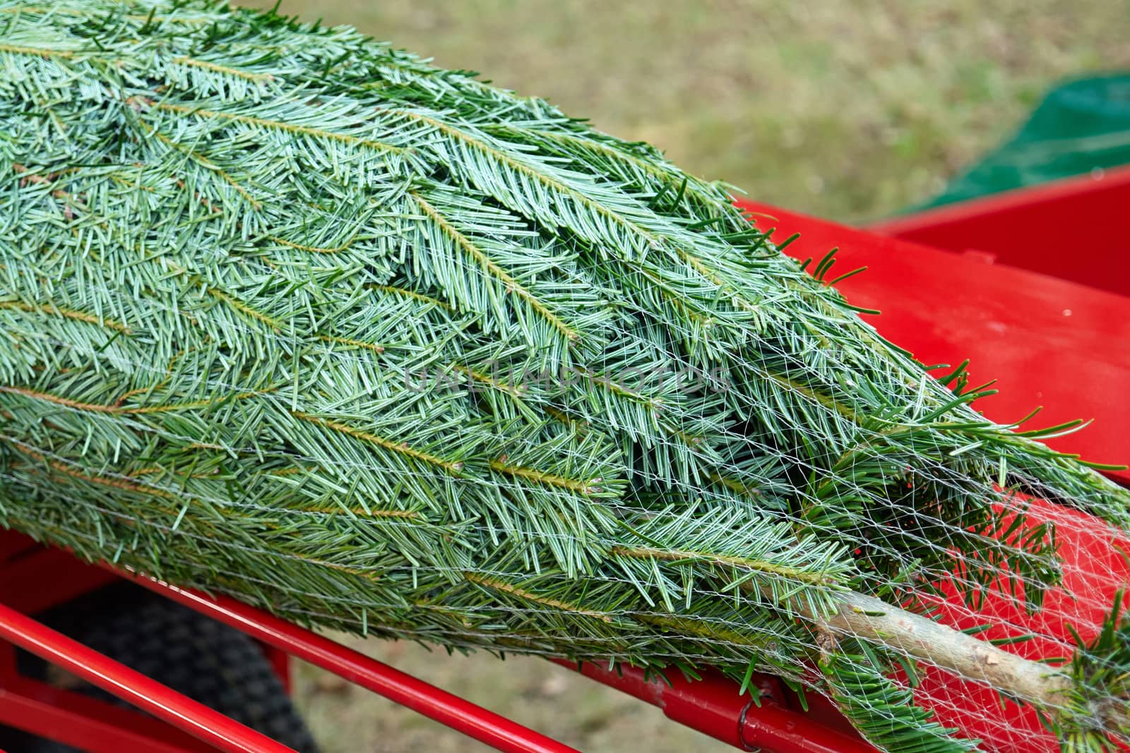  Packed  spruce pine Christmas tree packed for shipping                       