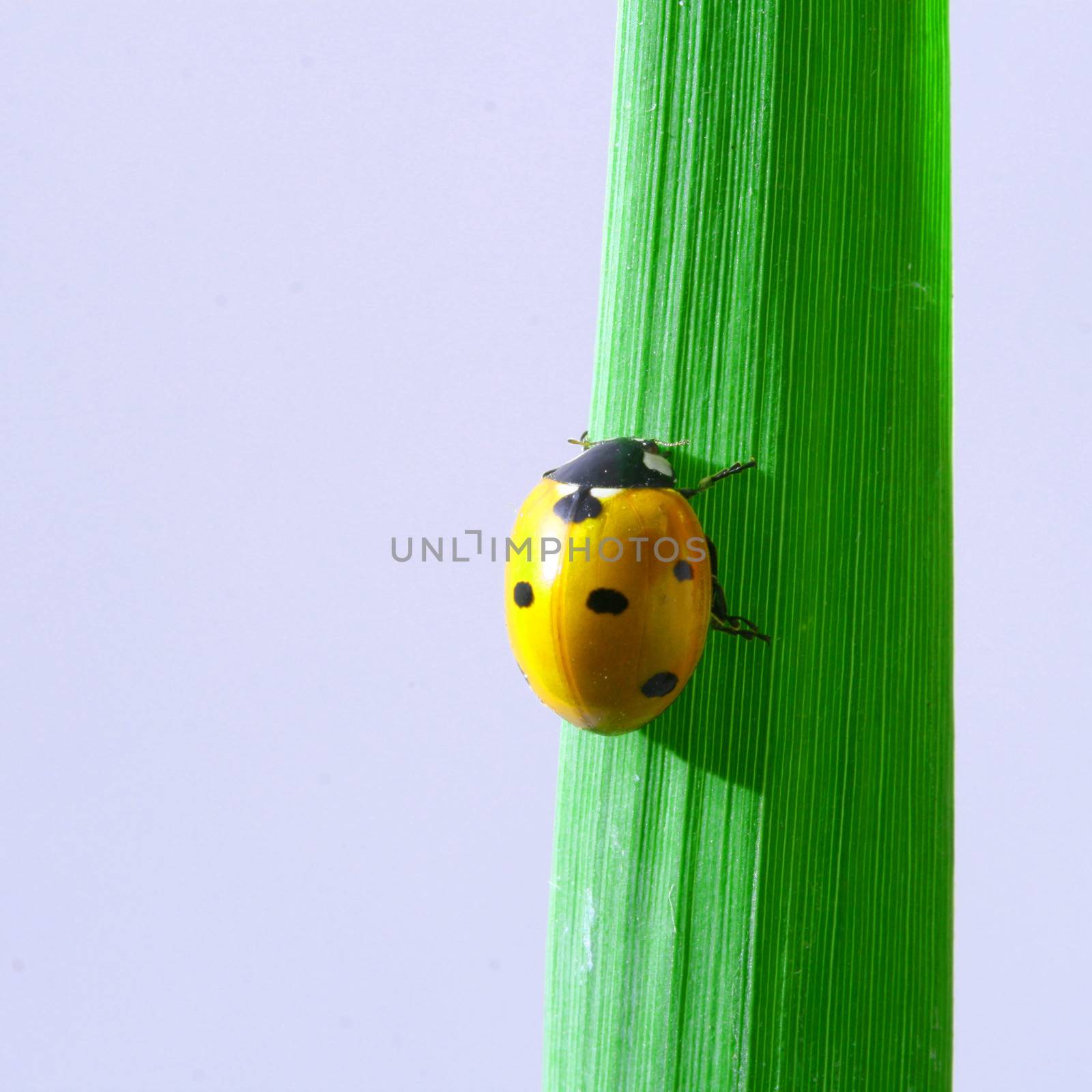 ladybug on grass isolated on white