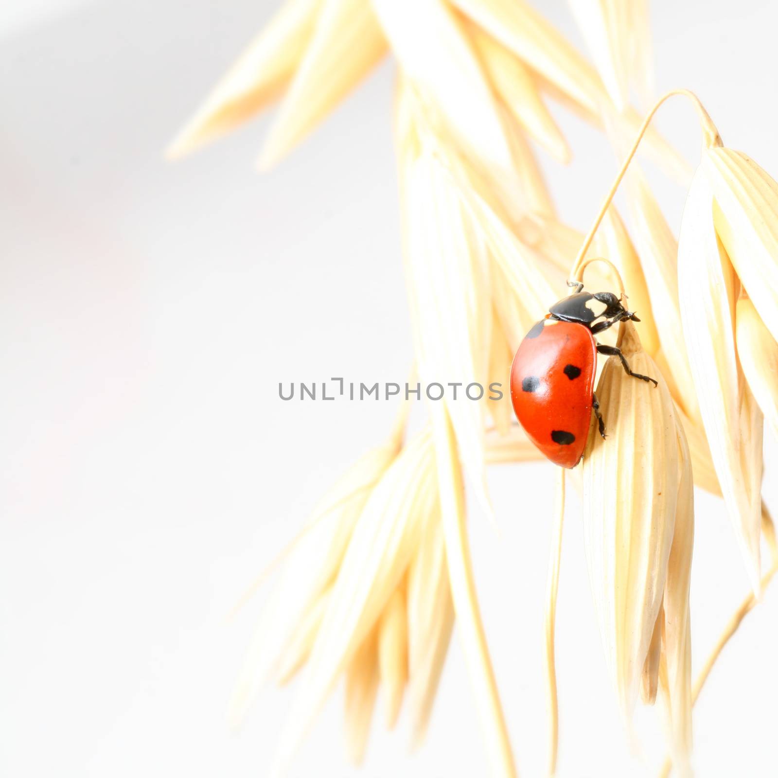 ladybug on wheat isolated white background
