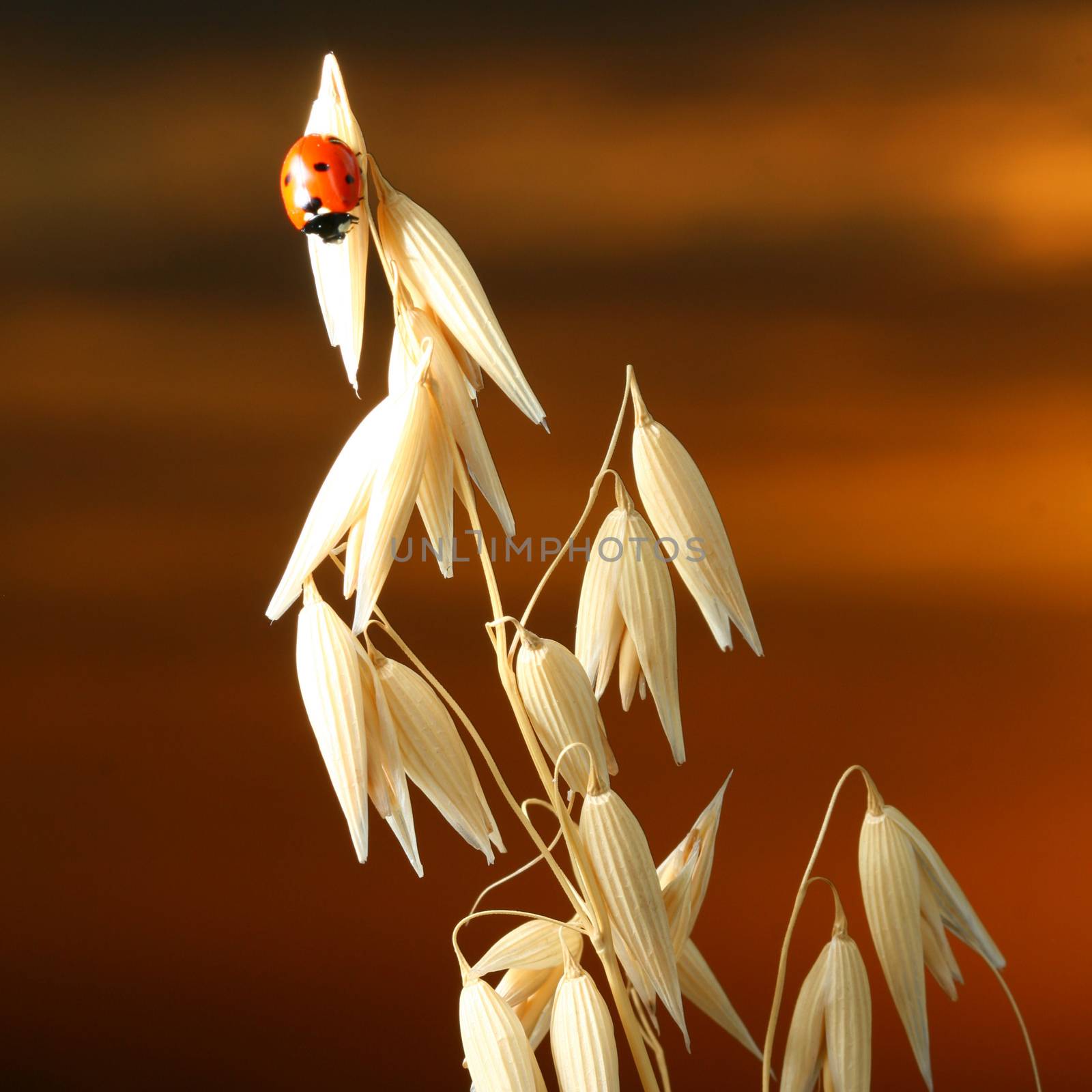 sunrise red ladybug on wheat