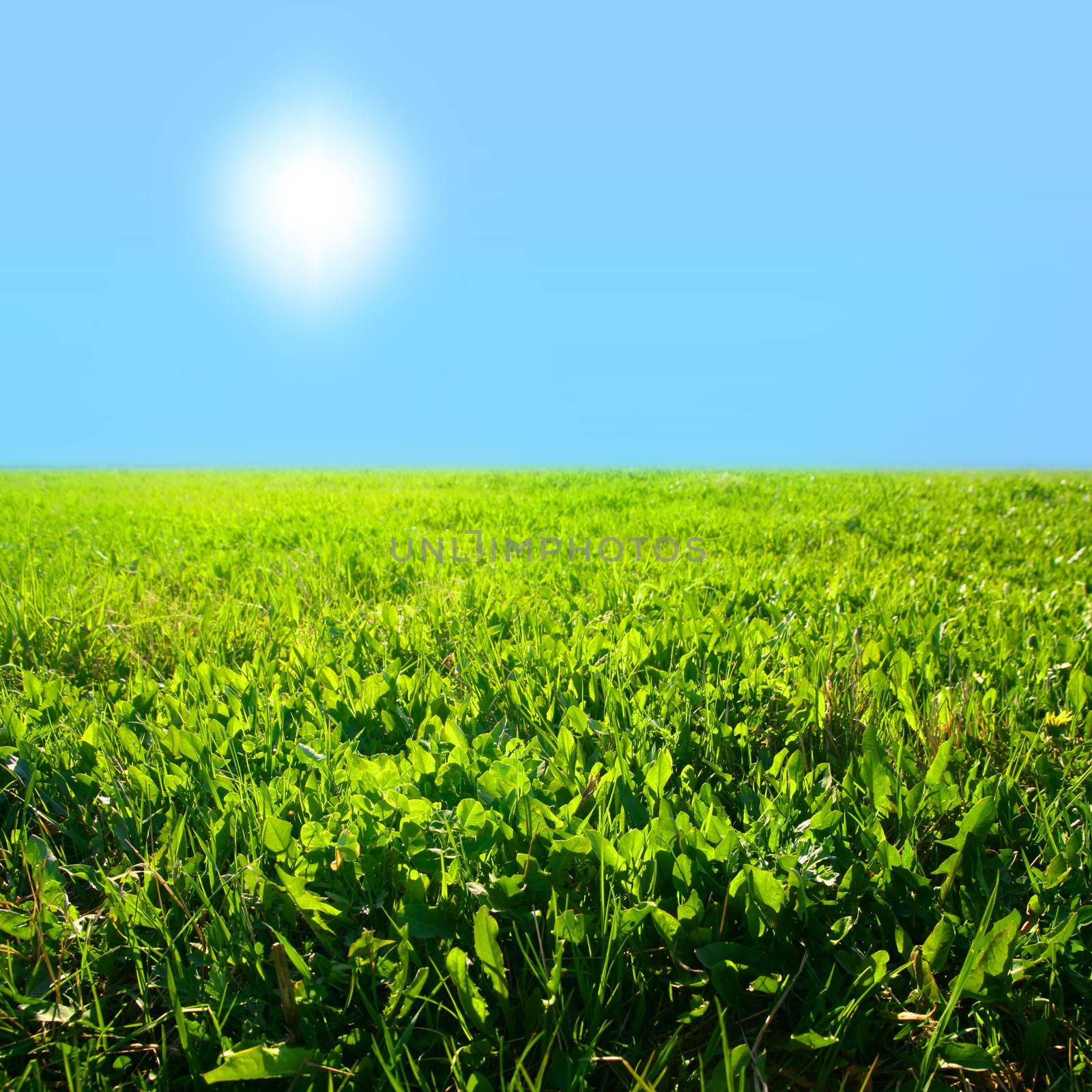 sky grass field nature background