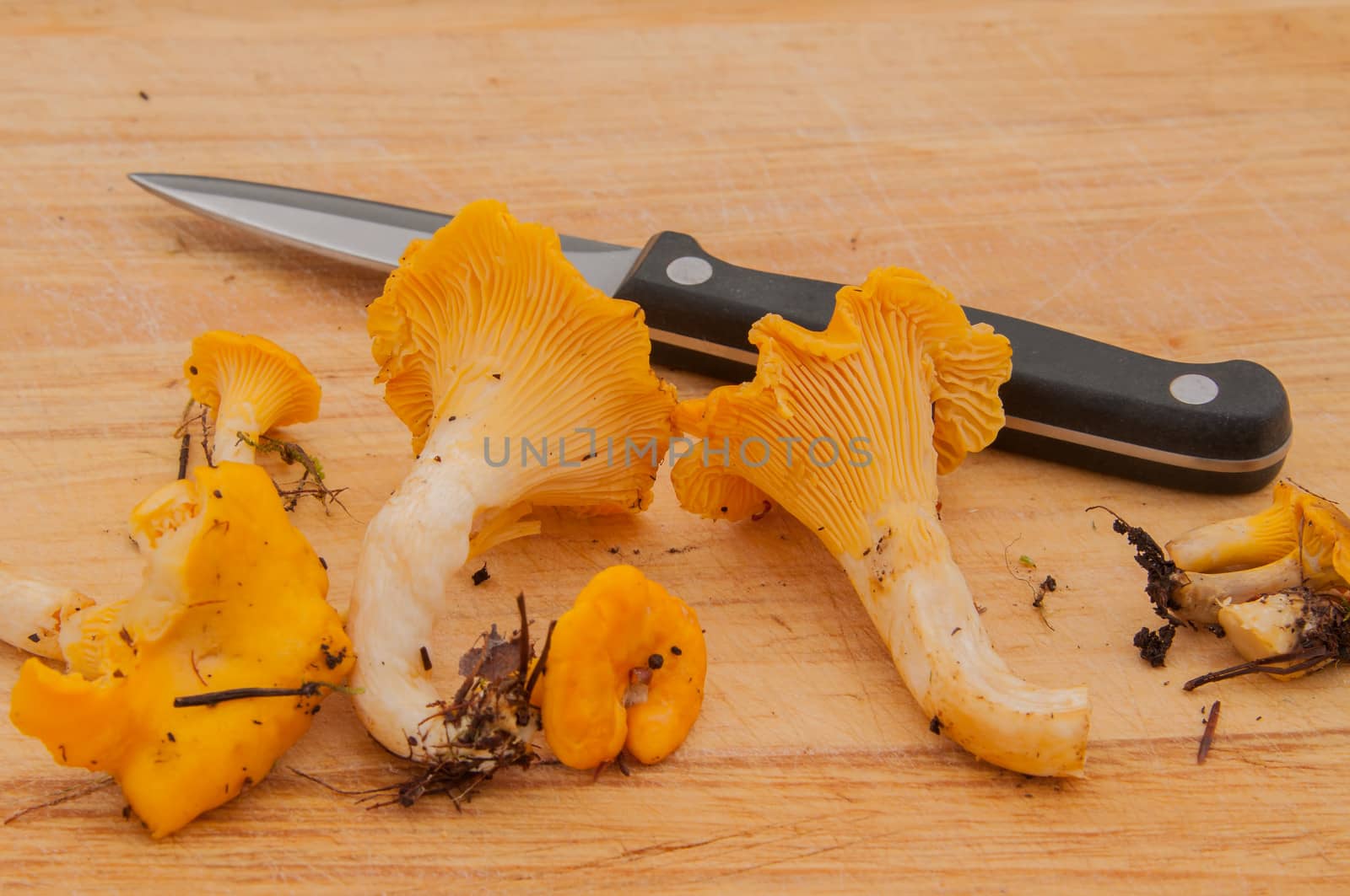 Cleaning up chanterelles, removing roots, dirt and soil