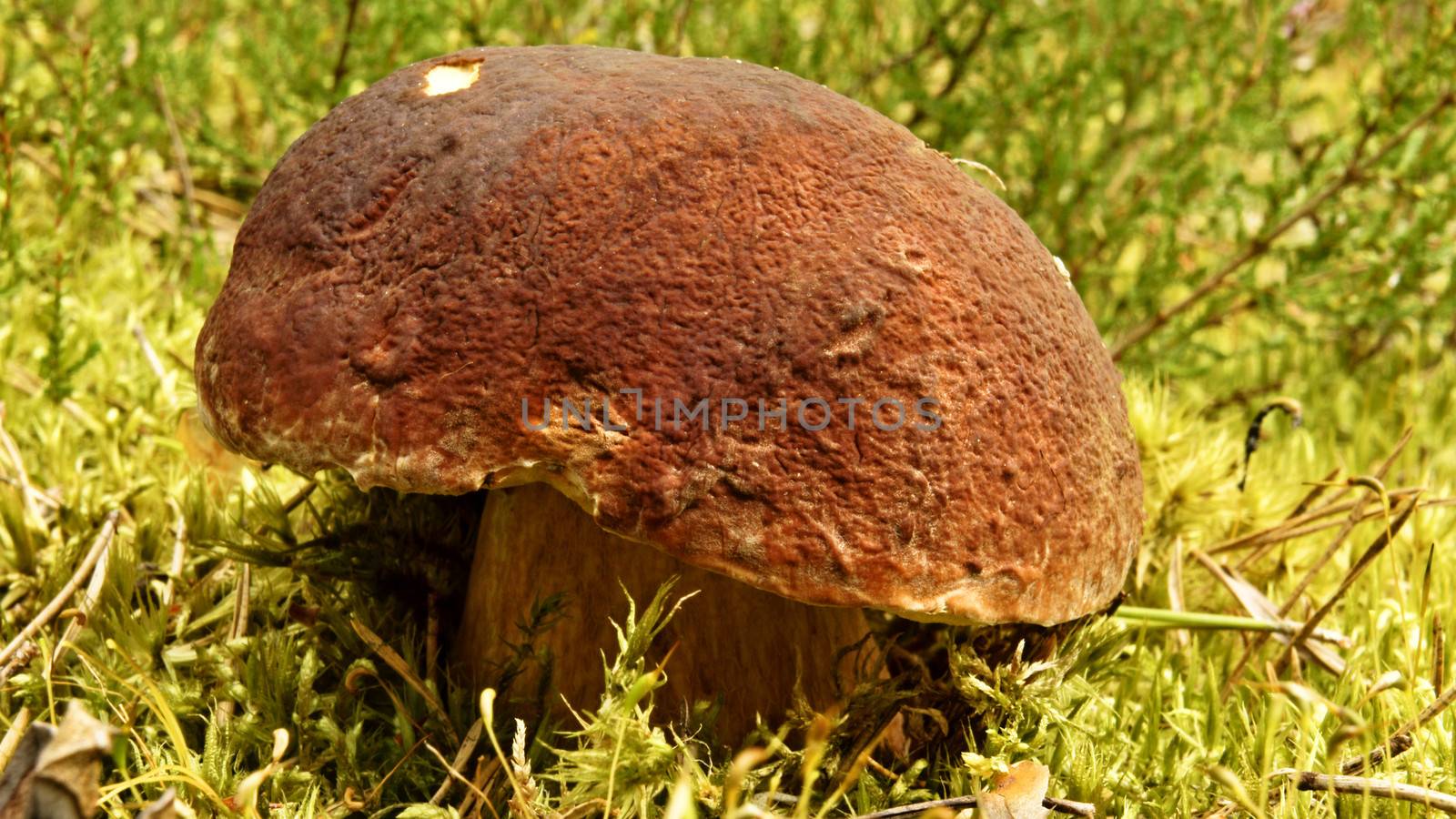 boletus edulis in the forest                 