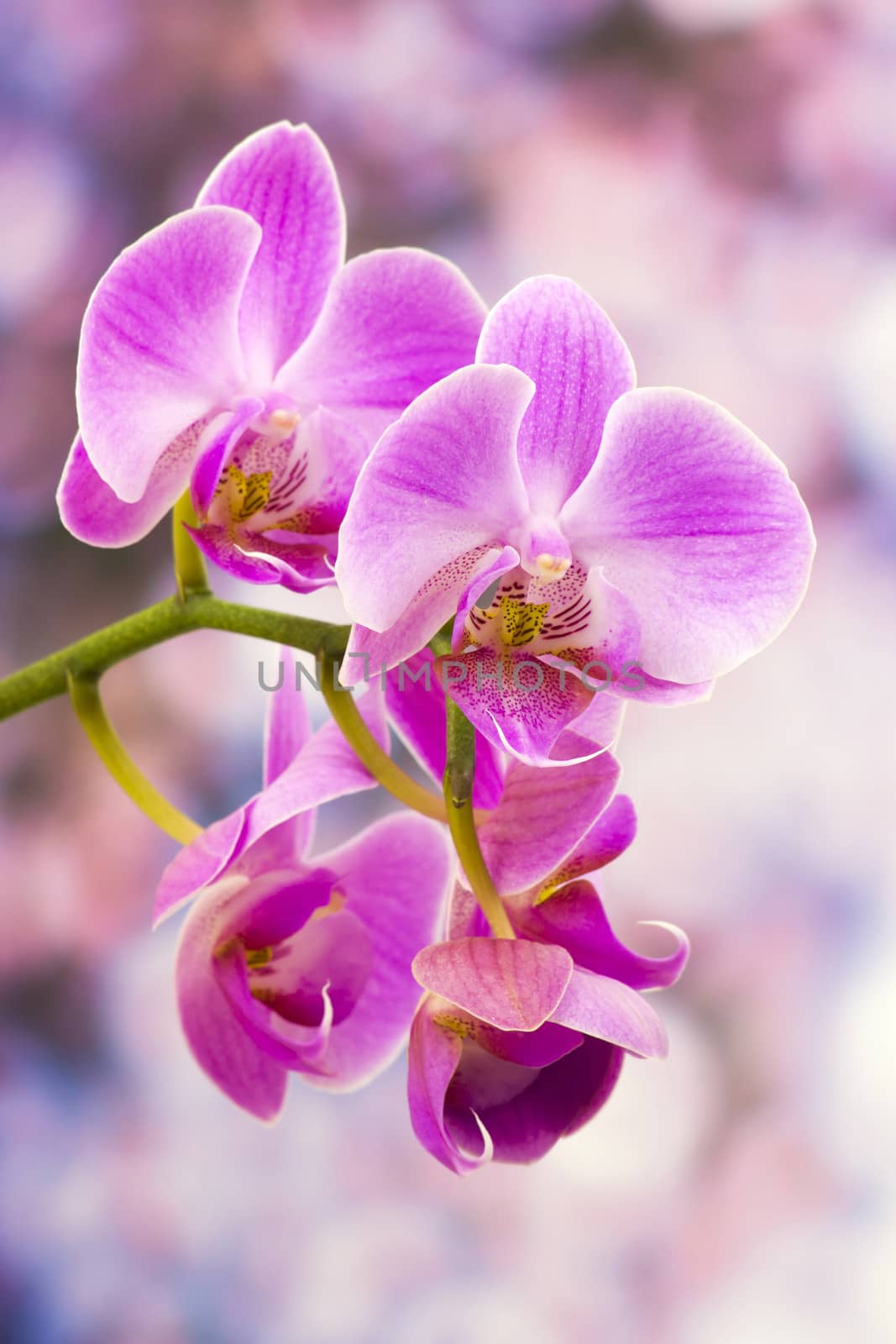 Beautiful pink orchid  - phalaenopsis by miradrozdowski