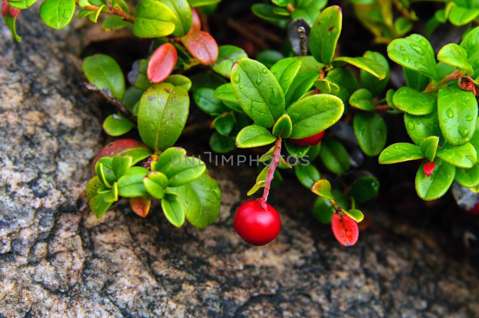 Red decorative cranberries and green leavesagainst a rock