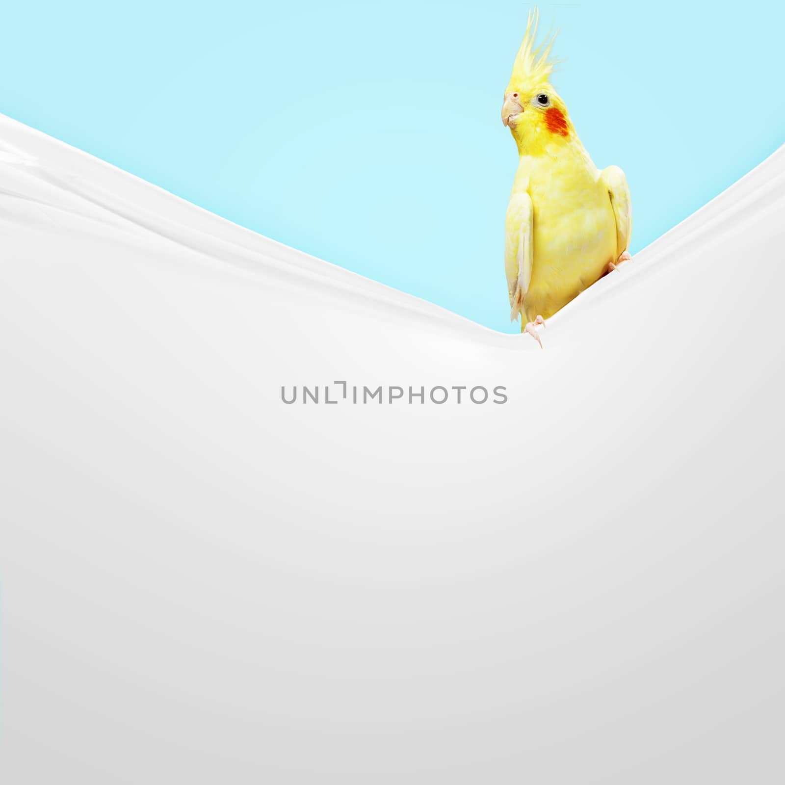 Parrot sitting on blank banner by sergey_nivens