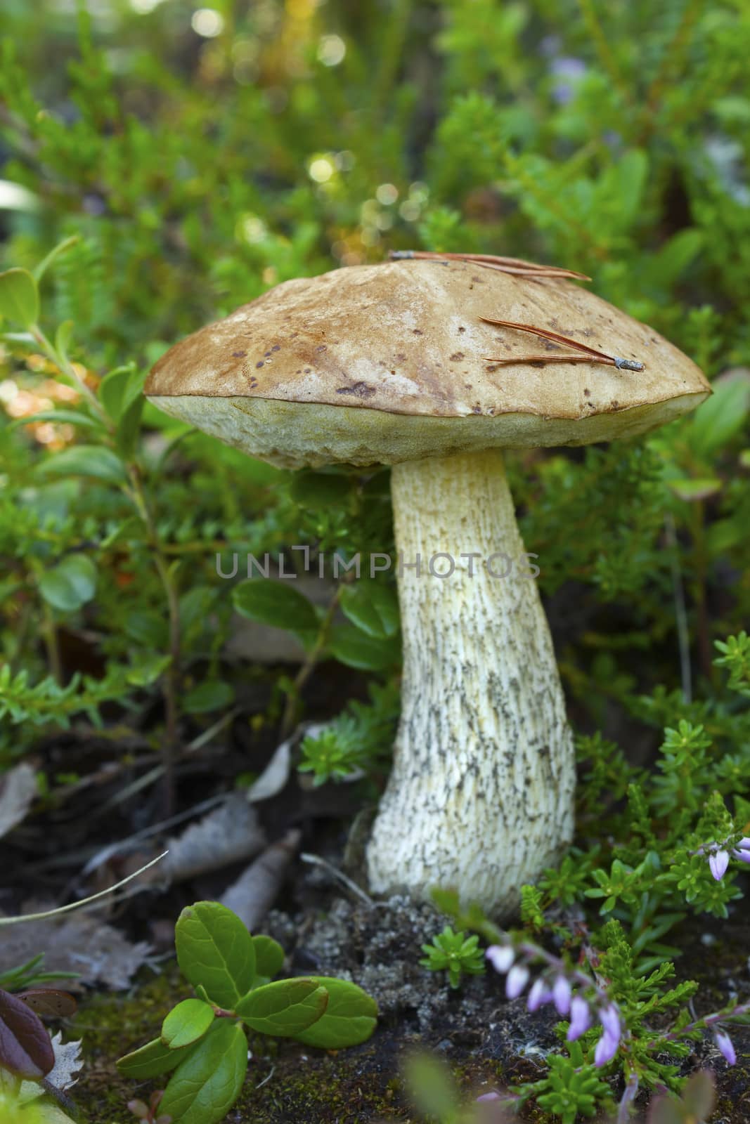 Brown cap boletus in July in the Northern forests