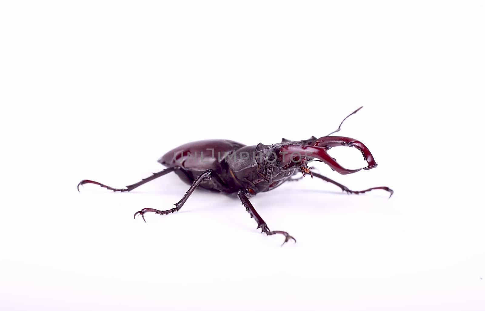 Stag beetle isolated on white background, close-up