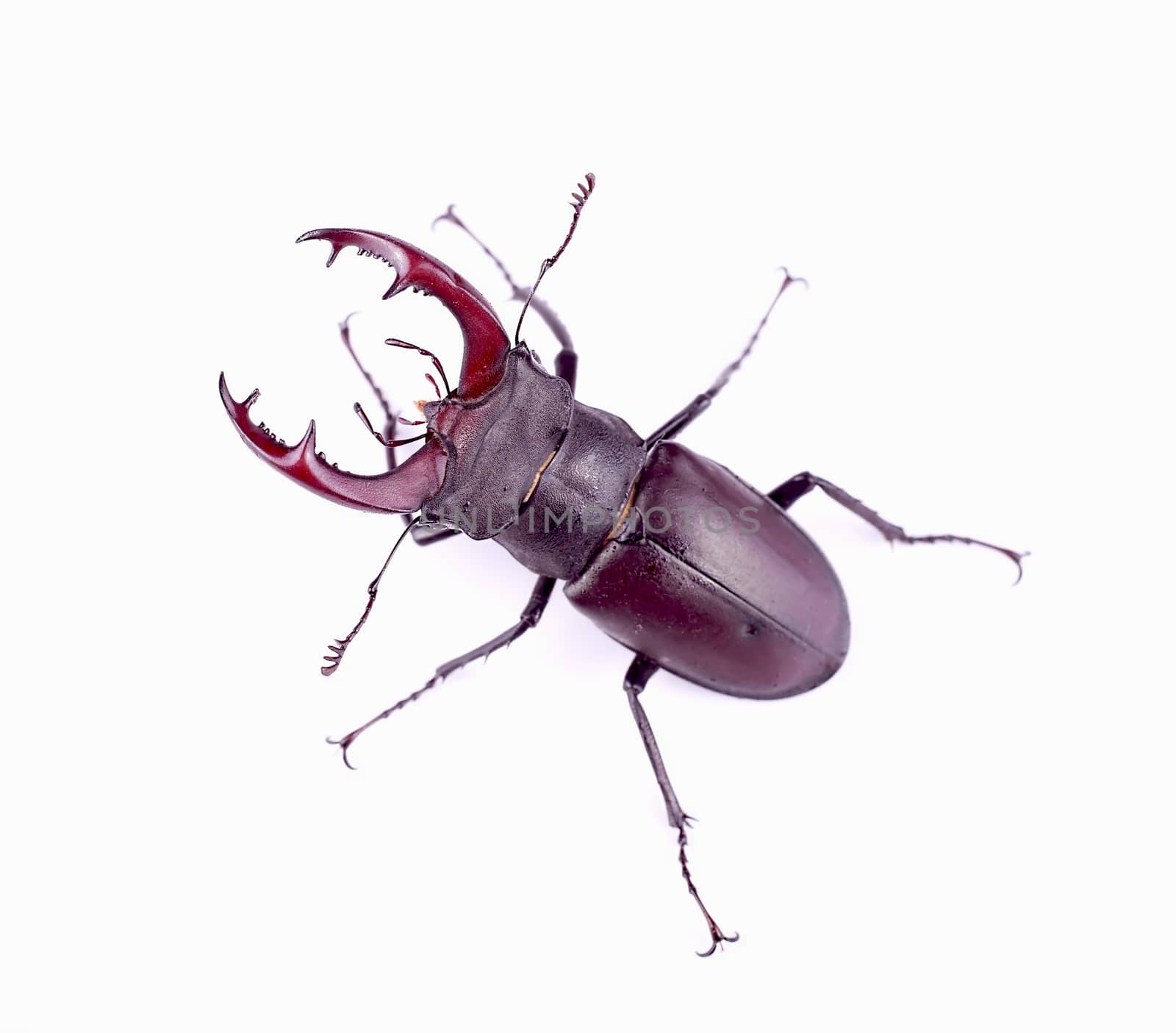 Stag beetle isolated on white background, top view