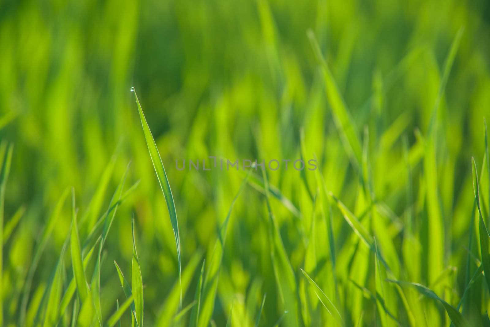 Close up of fresh thick grass with water drops in the early morning