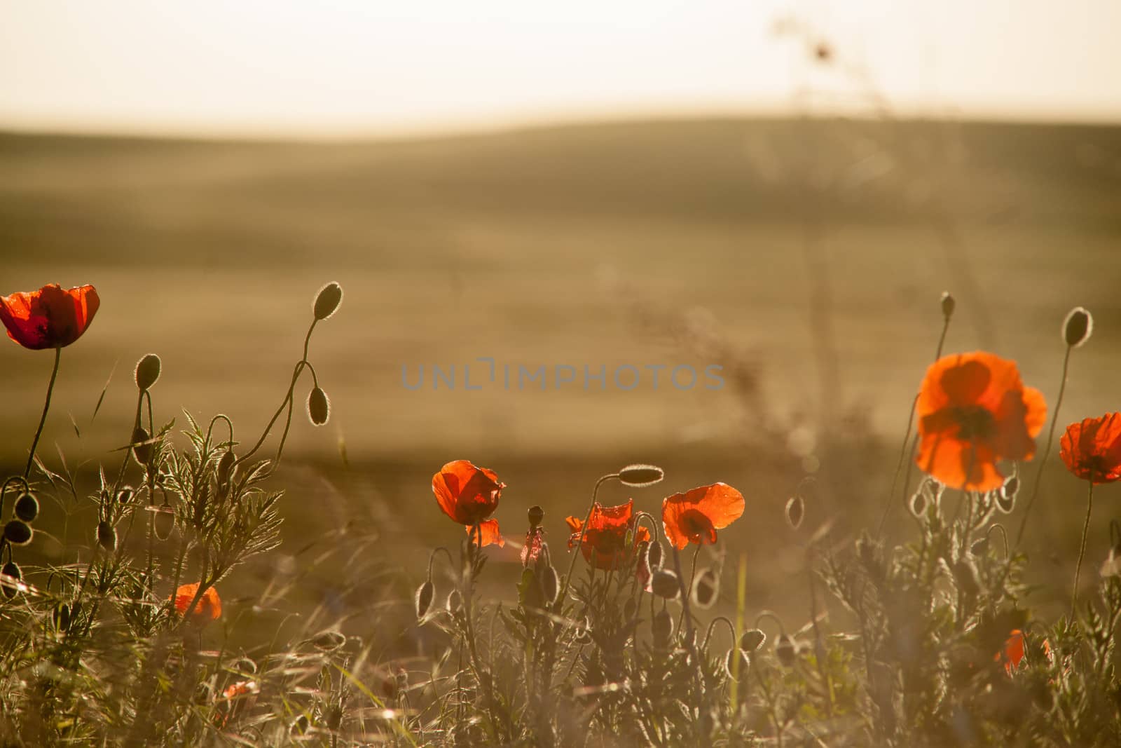 Field of Corn Poppy Flowers Papaver rhoeas in Spring