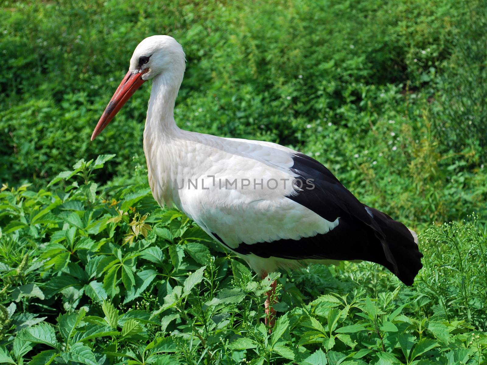 Stork in green grass