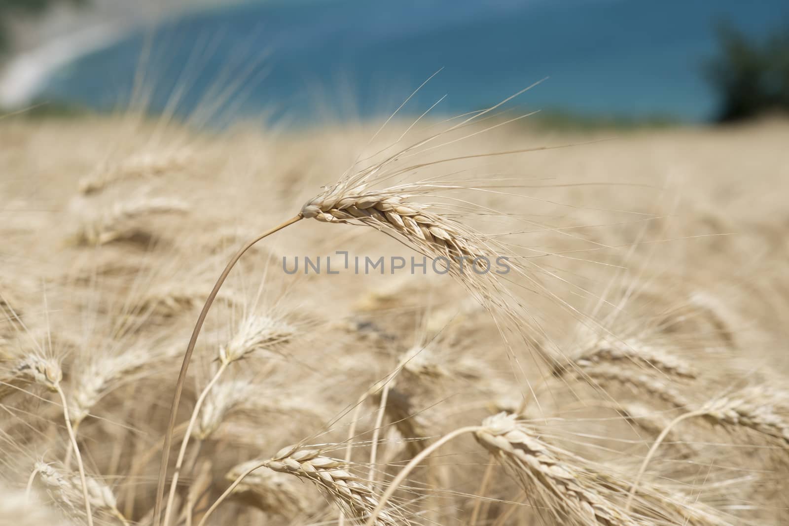 Ear of wheat in a cornfield in Conero Riviera