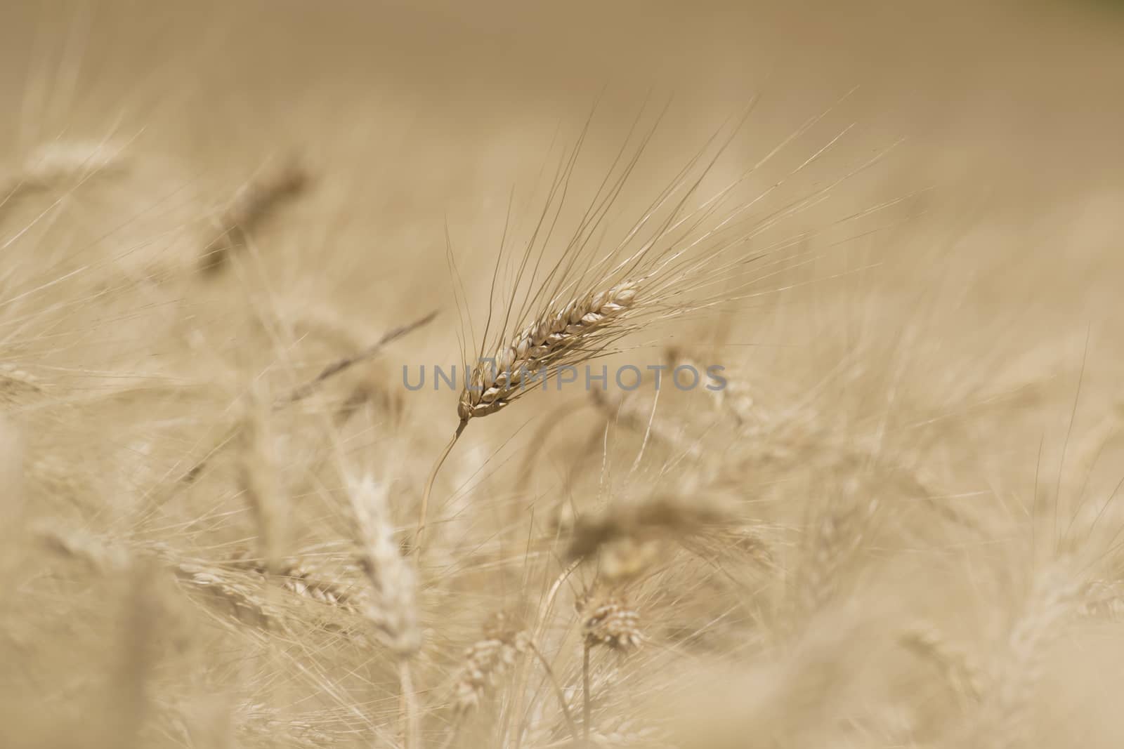 Ear of wheat in a cornfield in Conero Riviera