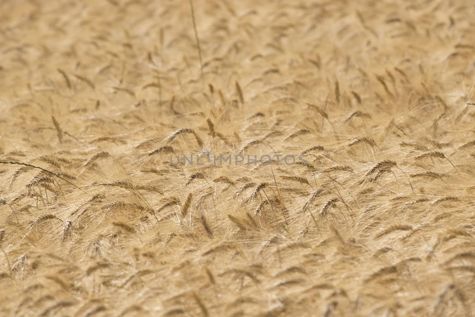 Ear of wheat in a cornfield in Conero Riviera