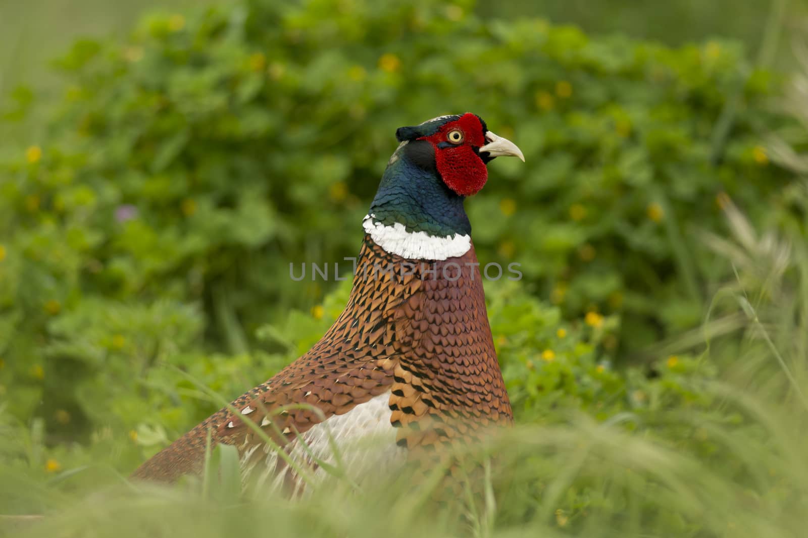 Pheasant in Isola Maggiore on the Trasimeno Lake of Umbria, Italy