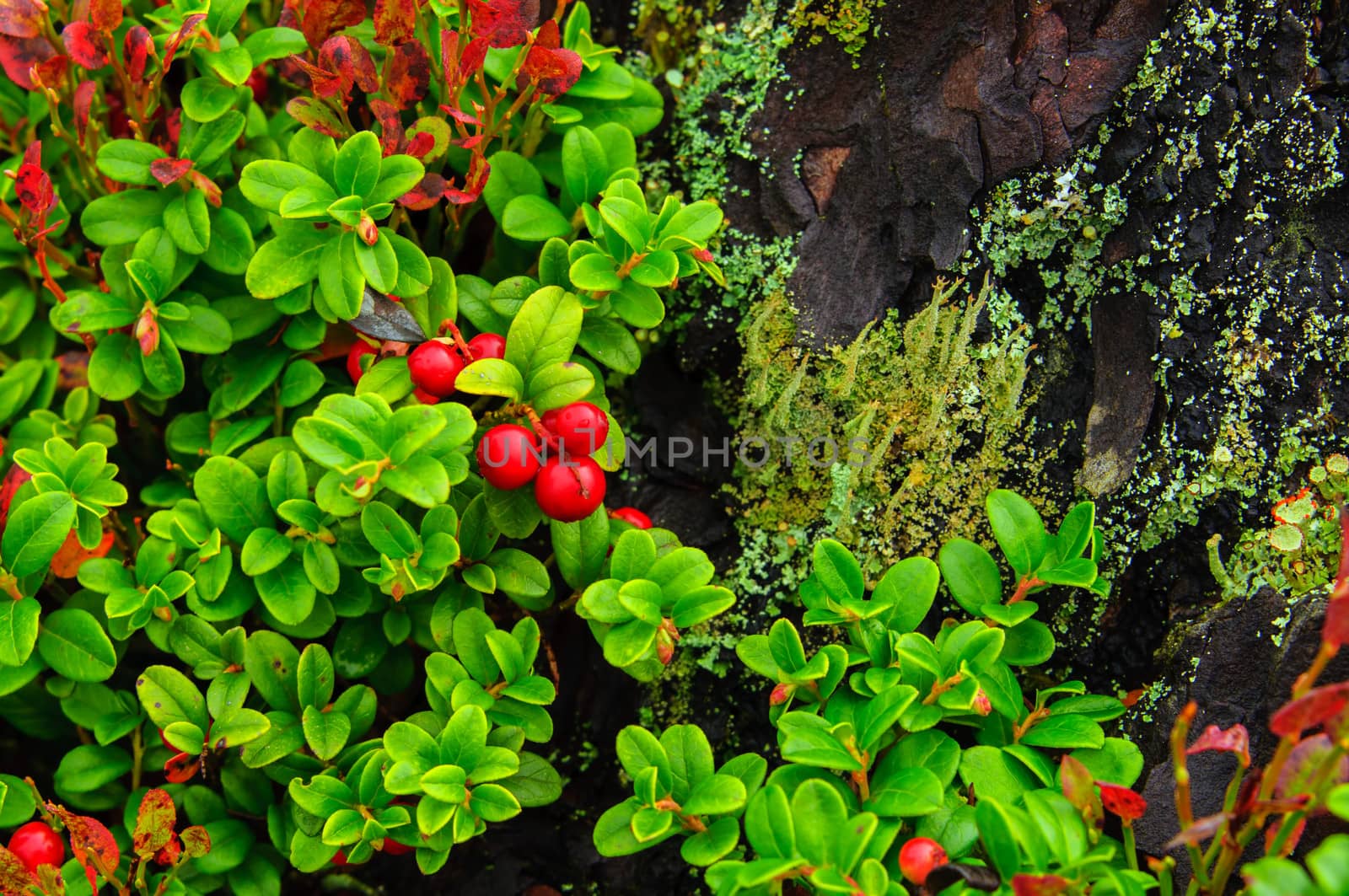 Cranberries against a tree stump