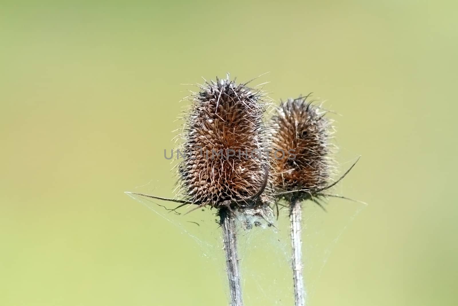 closeup of faded thistle over green defocused background