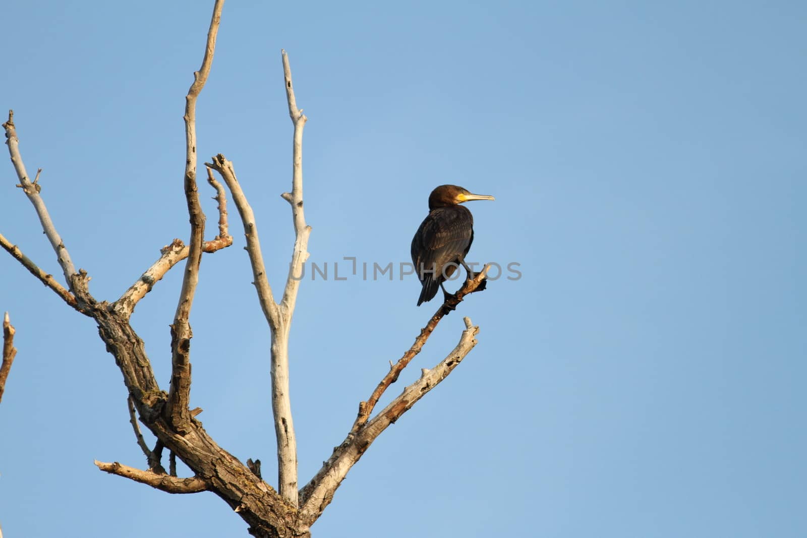 great cormoran ( Phalacrocorax carbo ) standing on the branches of a dead tree - Danube Delta , Romania