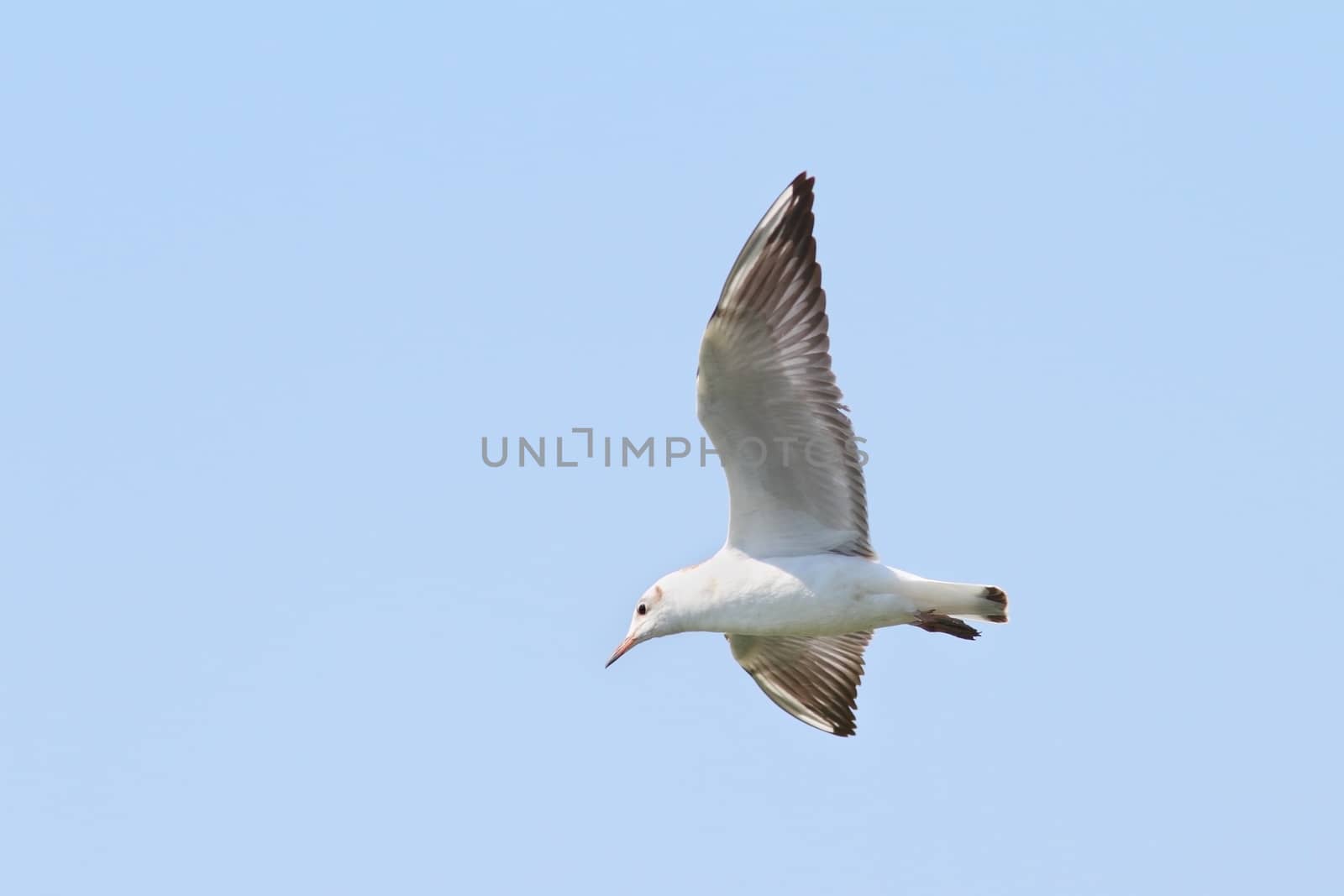 big beautiful gull in flight over blue sky background