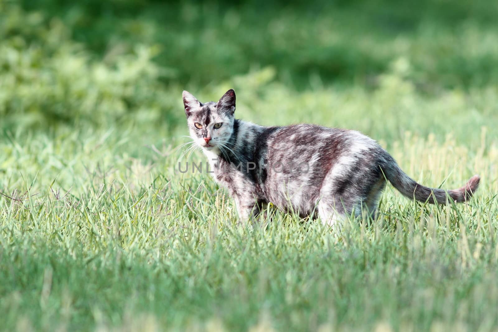mottled beautiful cat standing in the green grass