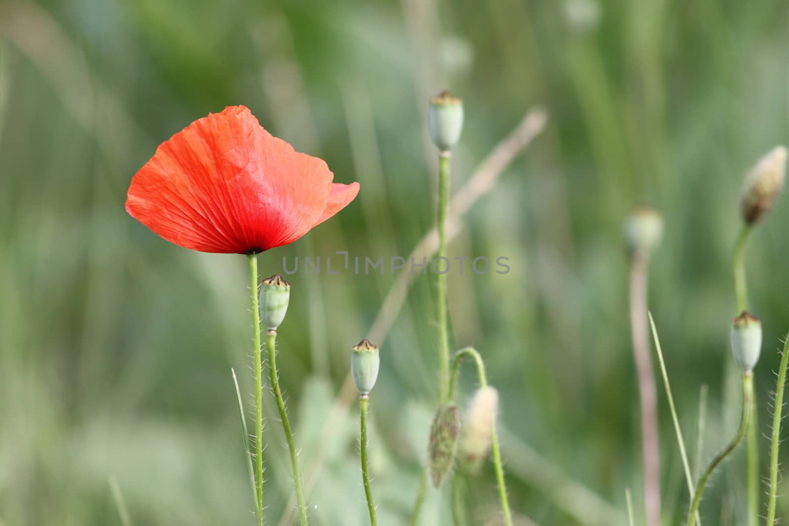 red summer flower growing free in the wild - beautiful poppy detail