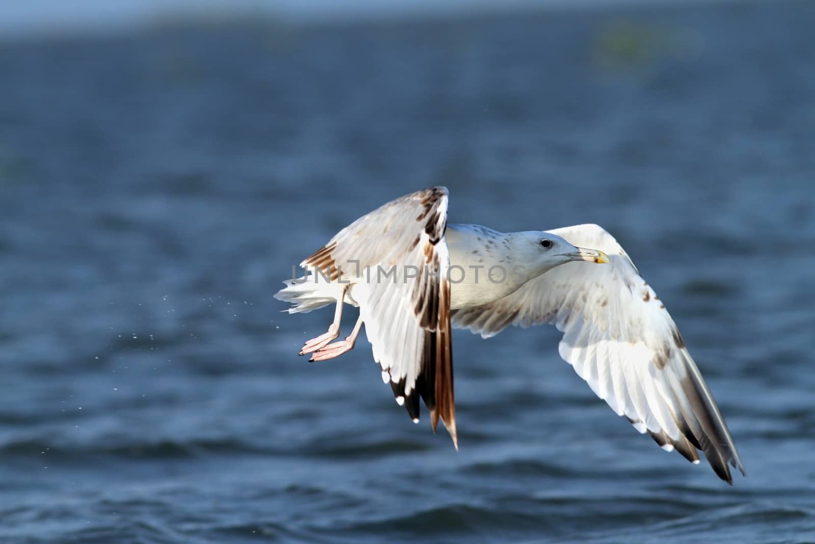 closeup of white gull in flight over the waters of Danube river